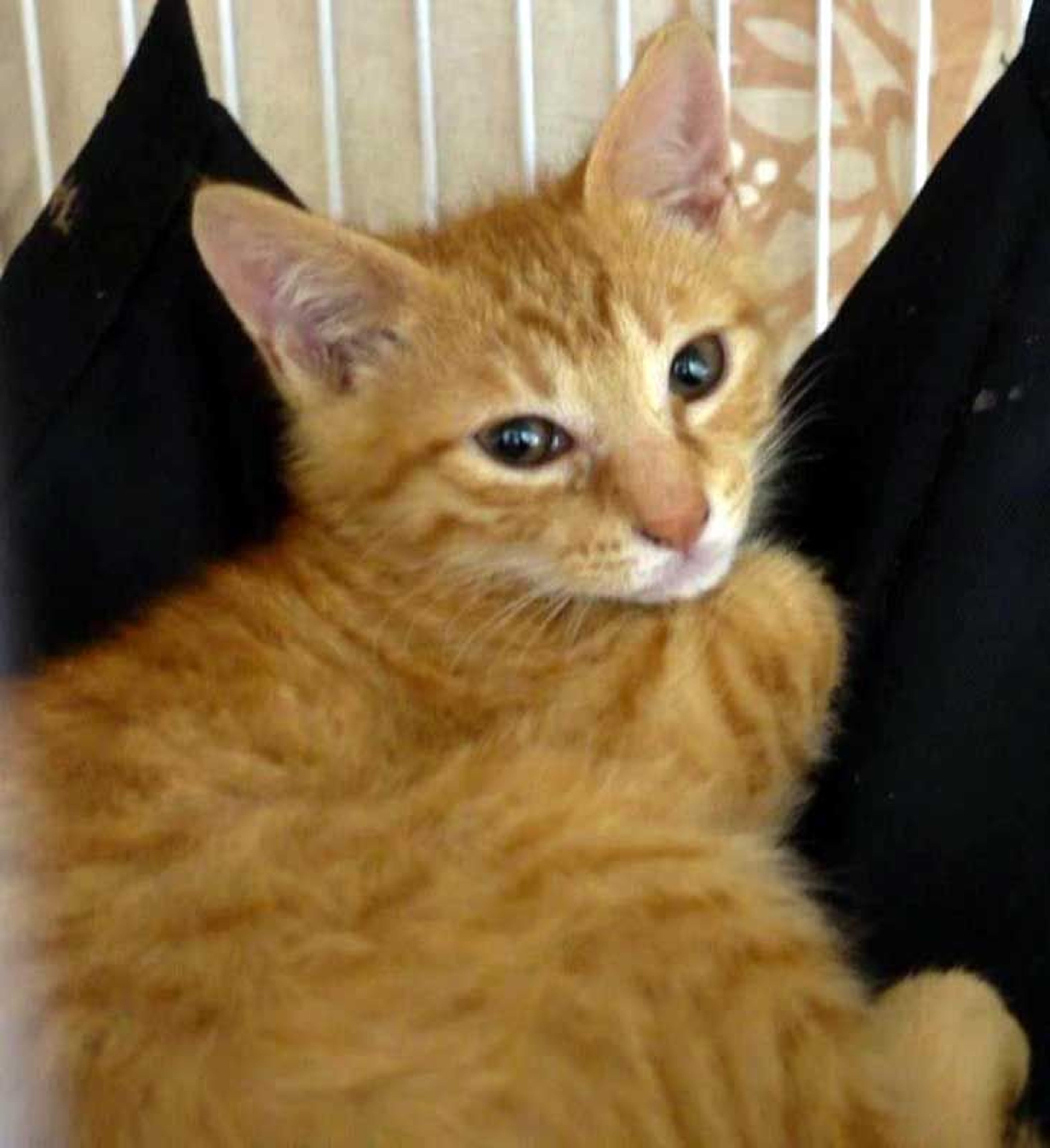 pet-image-4