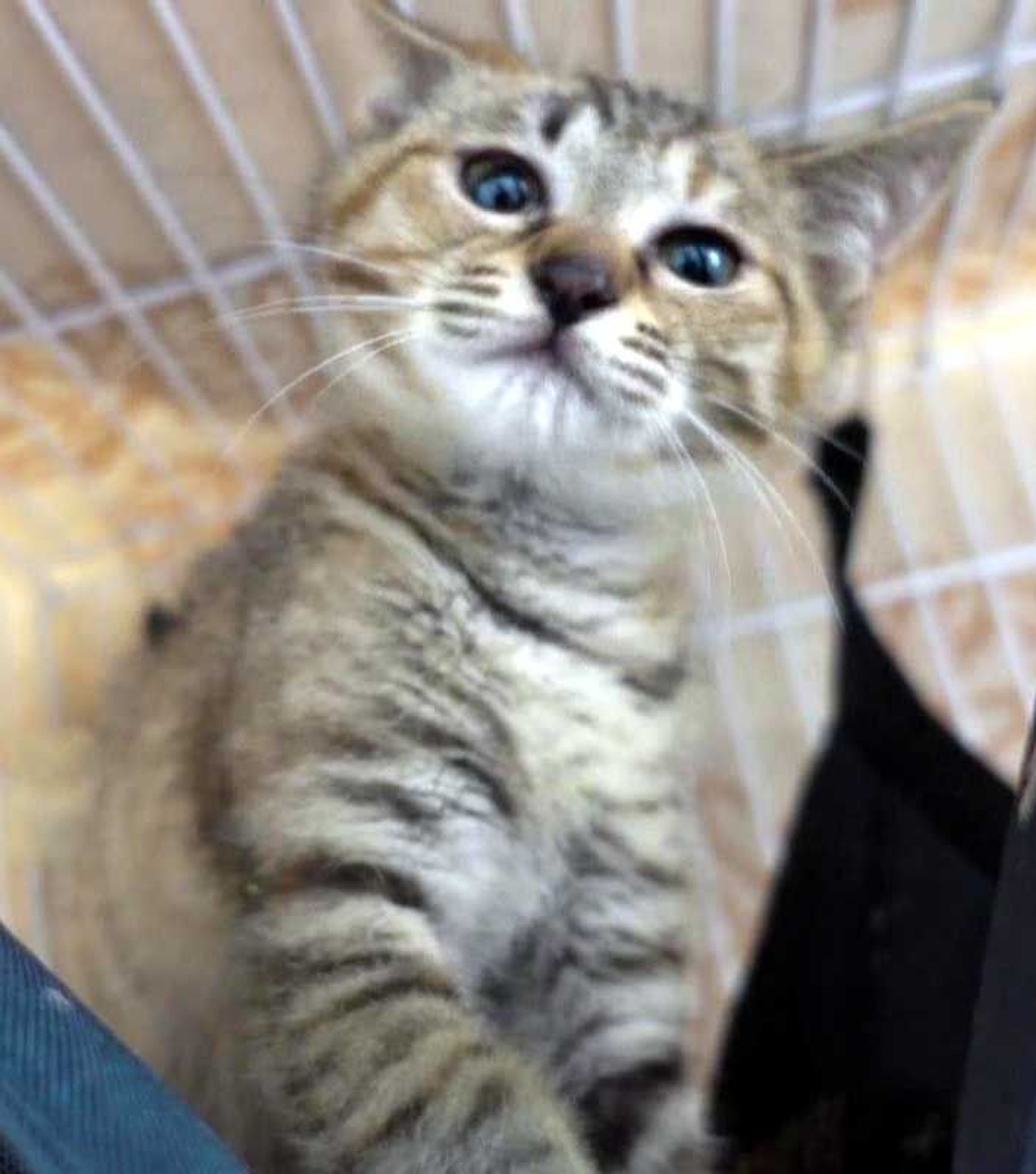 pet-image-5