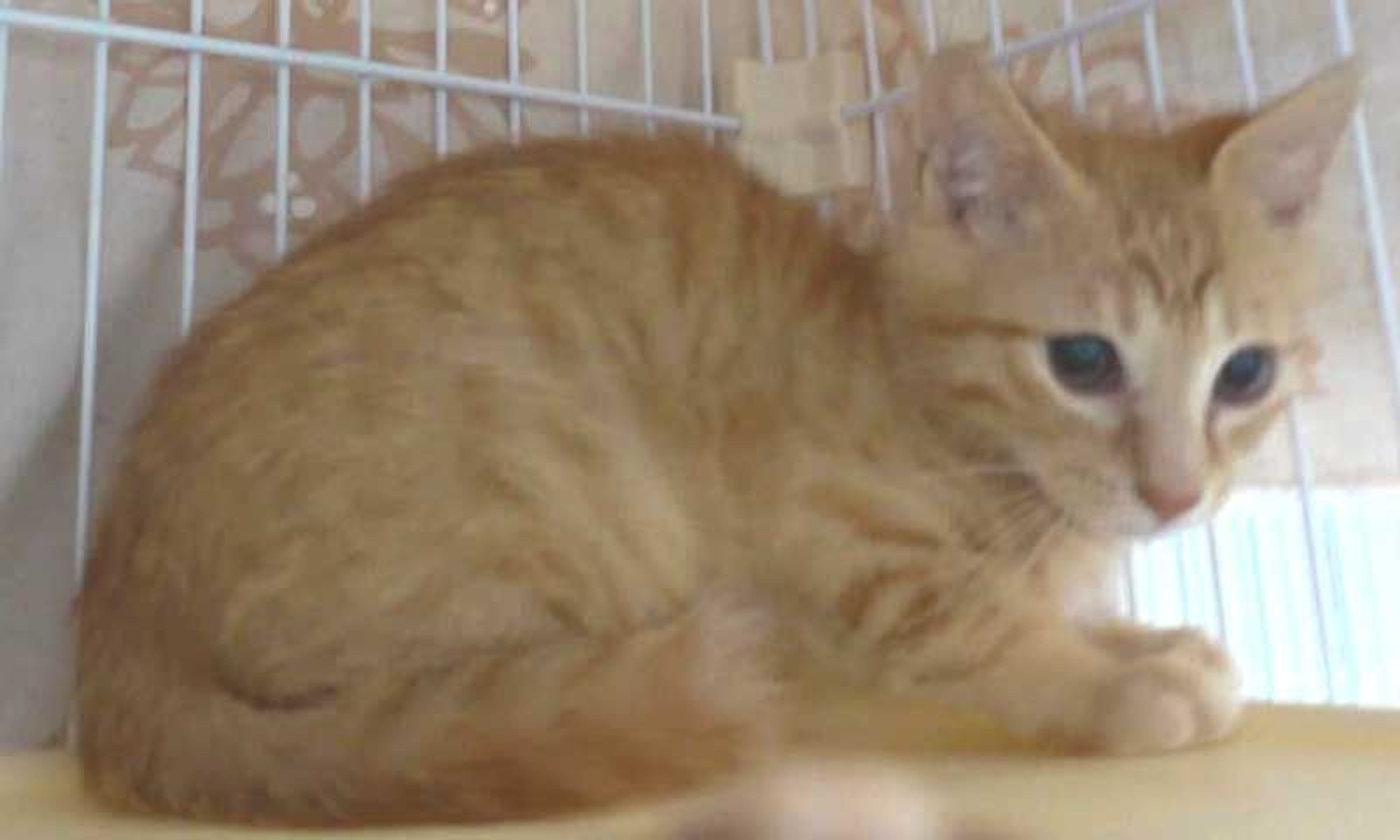 pet-image-6