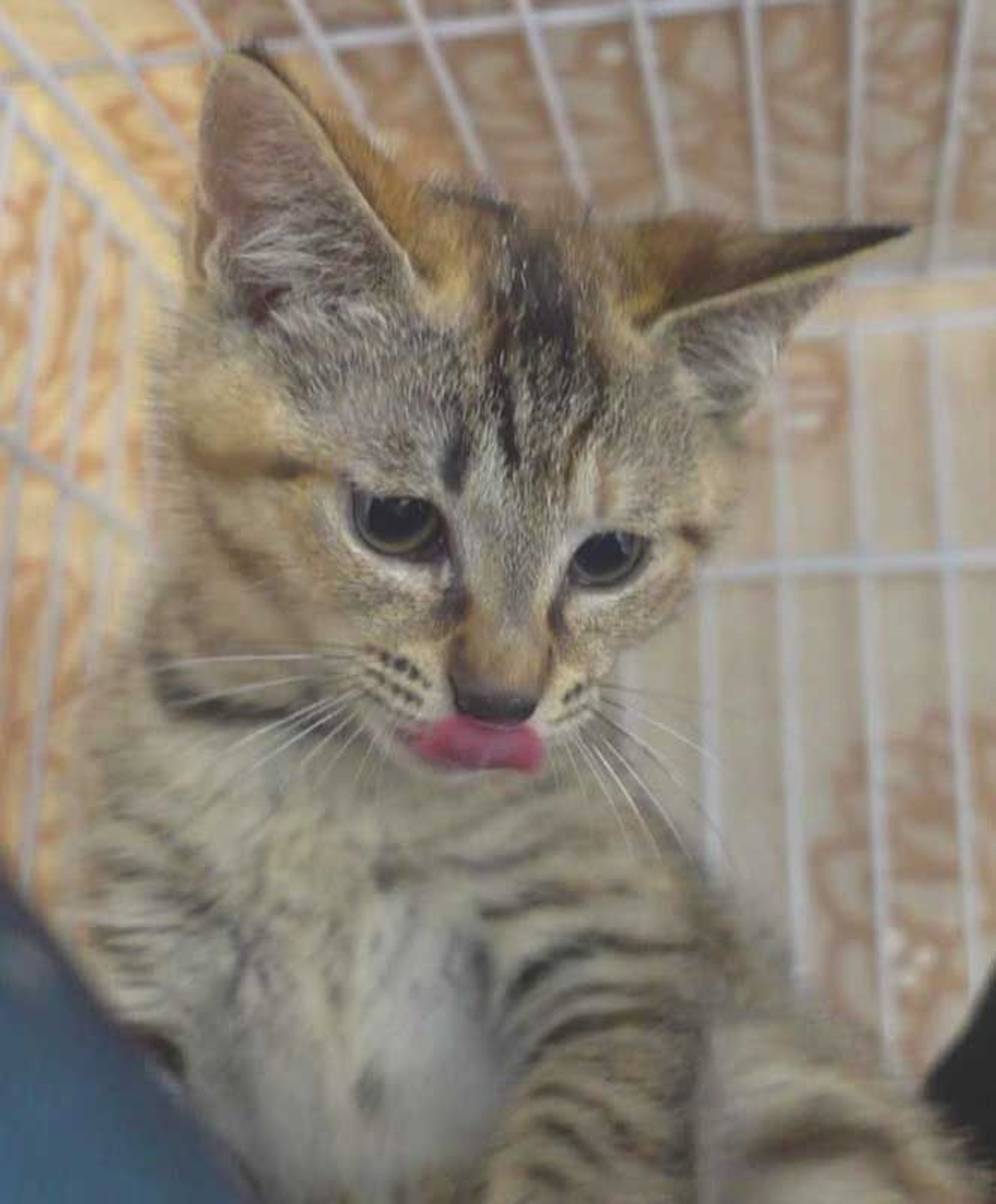 pet-image-7