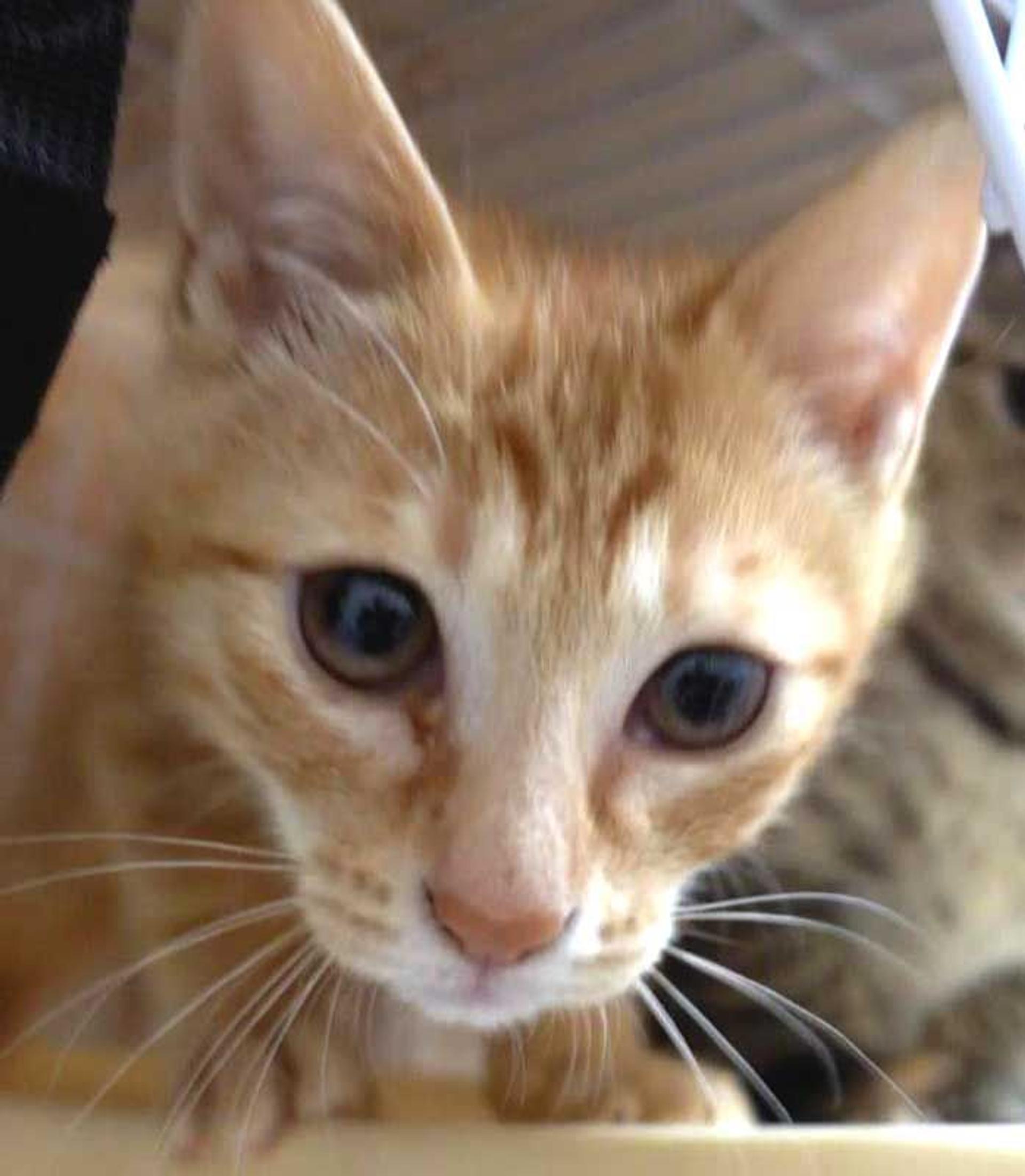 pet-image-8