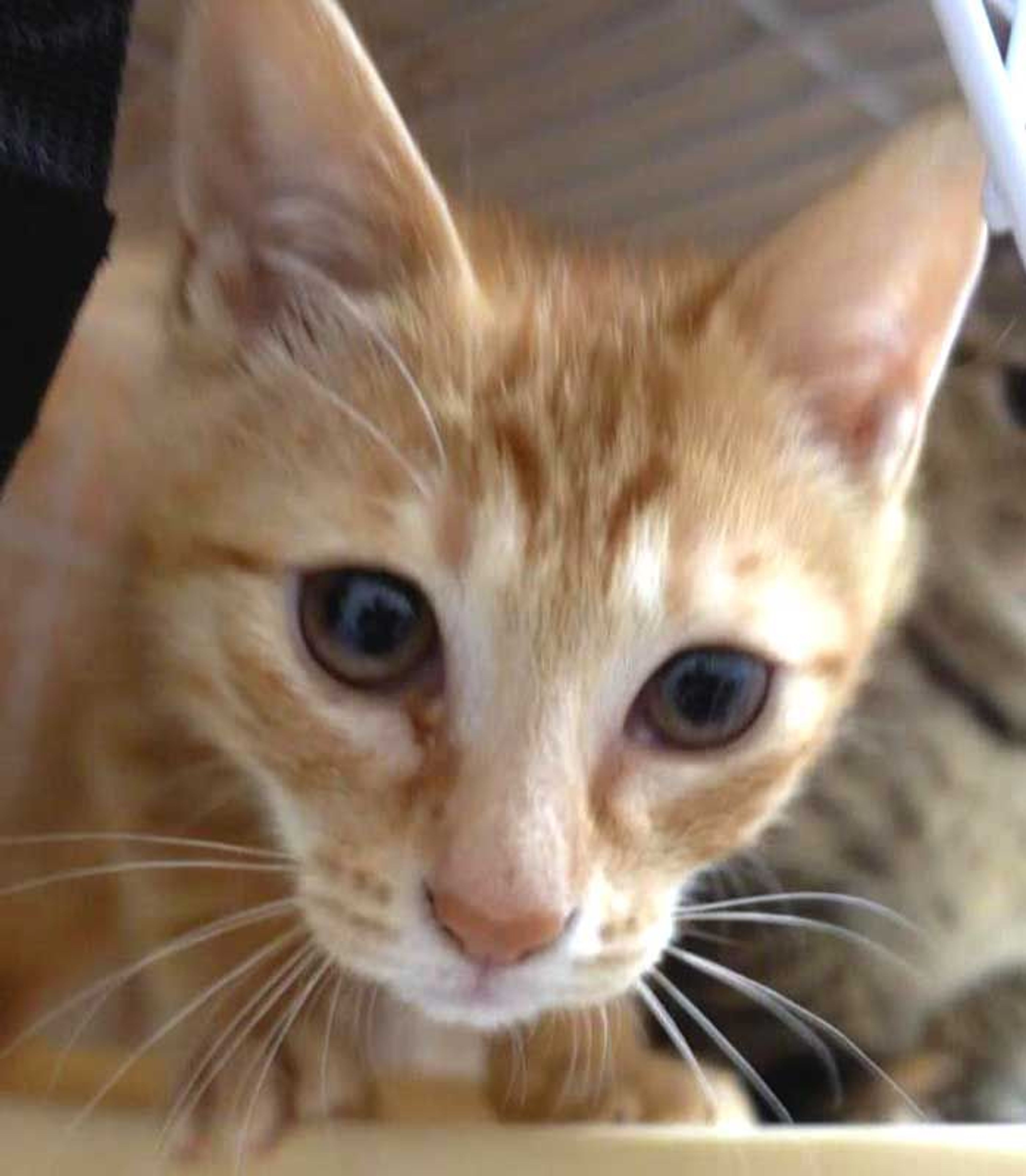 pet-image-8