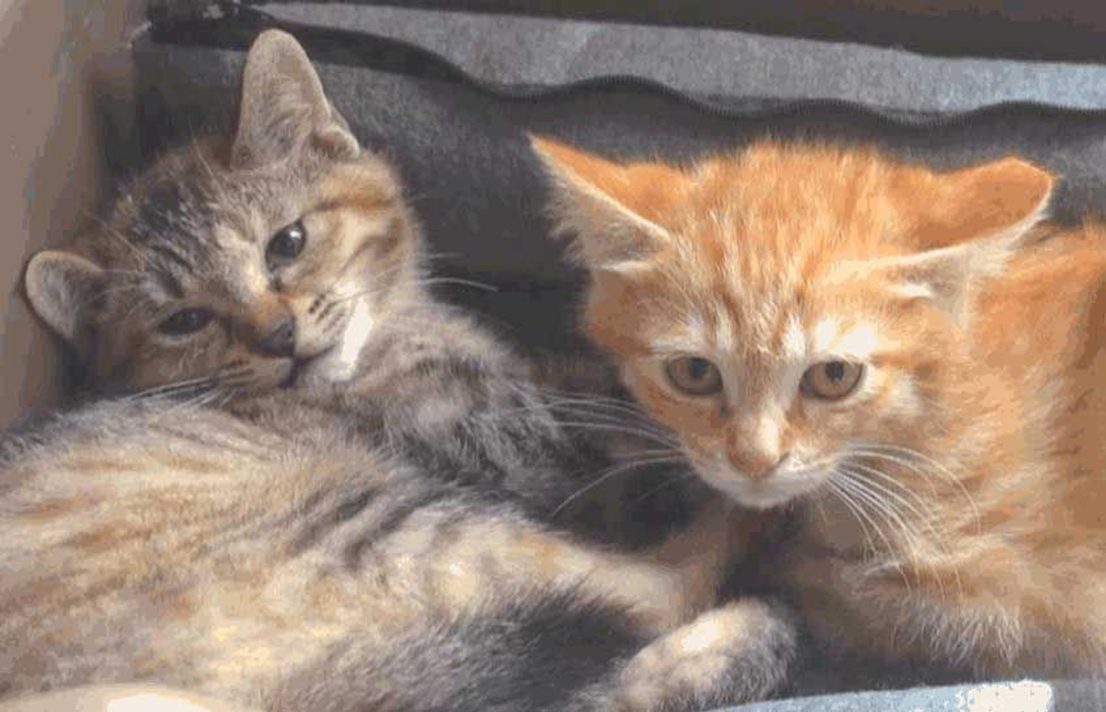 pet-image-10