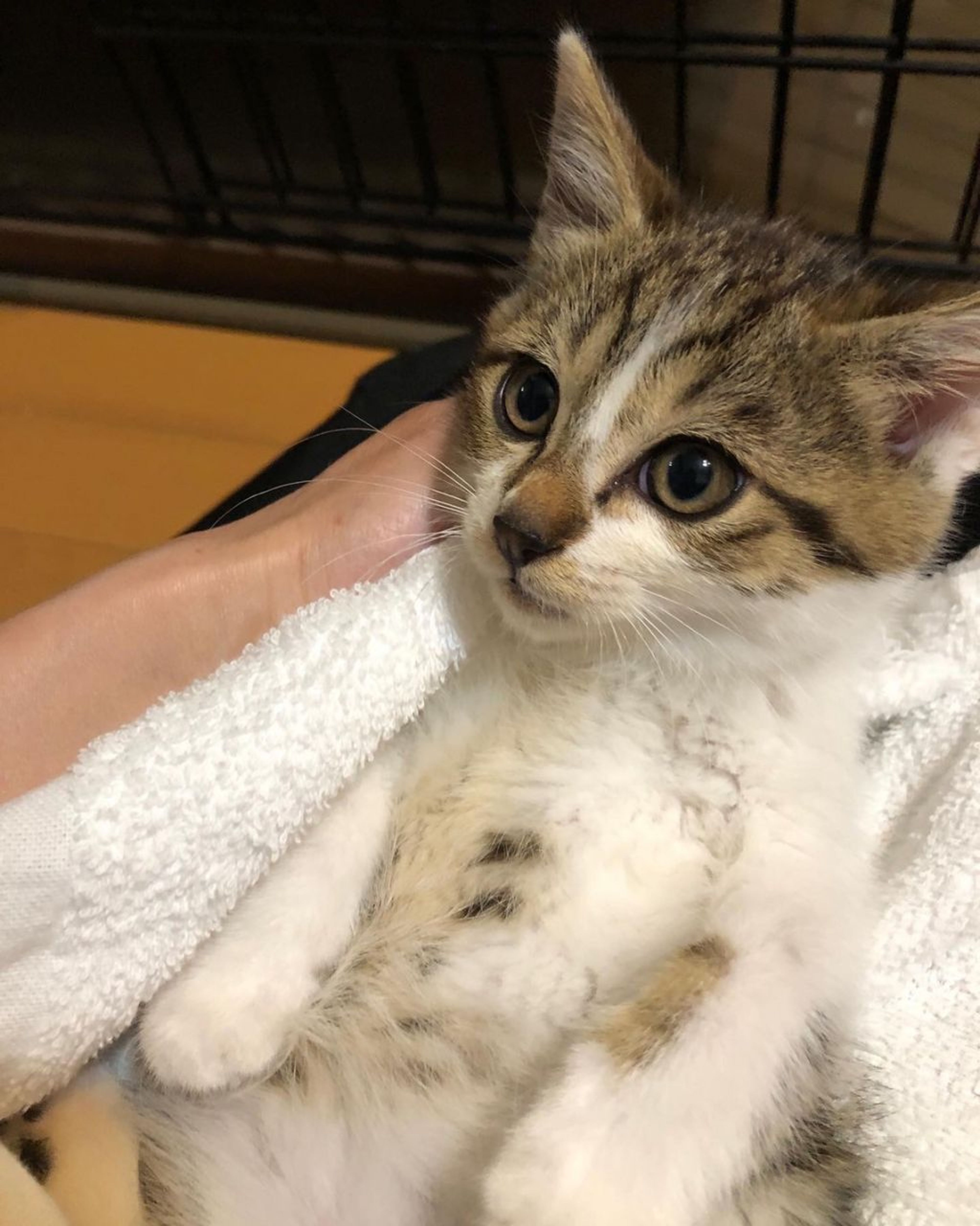 雑種（ミックス猫）・オスの里親募集の写真