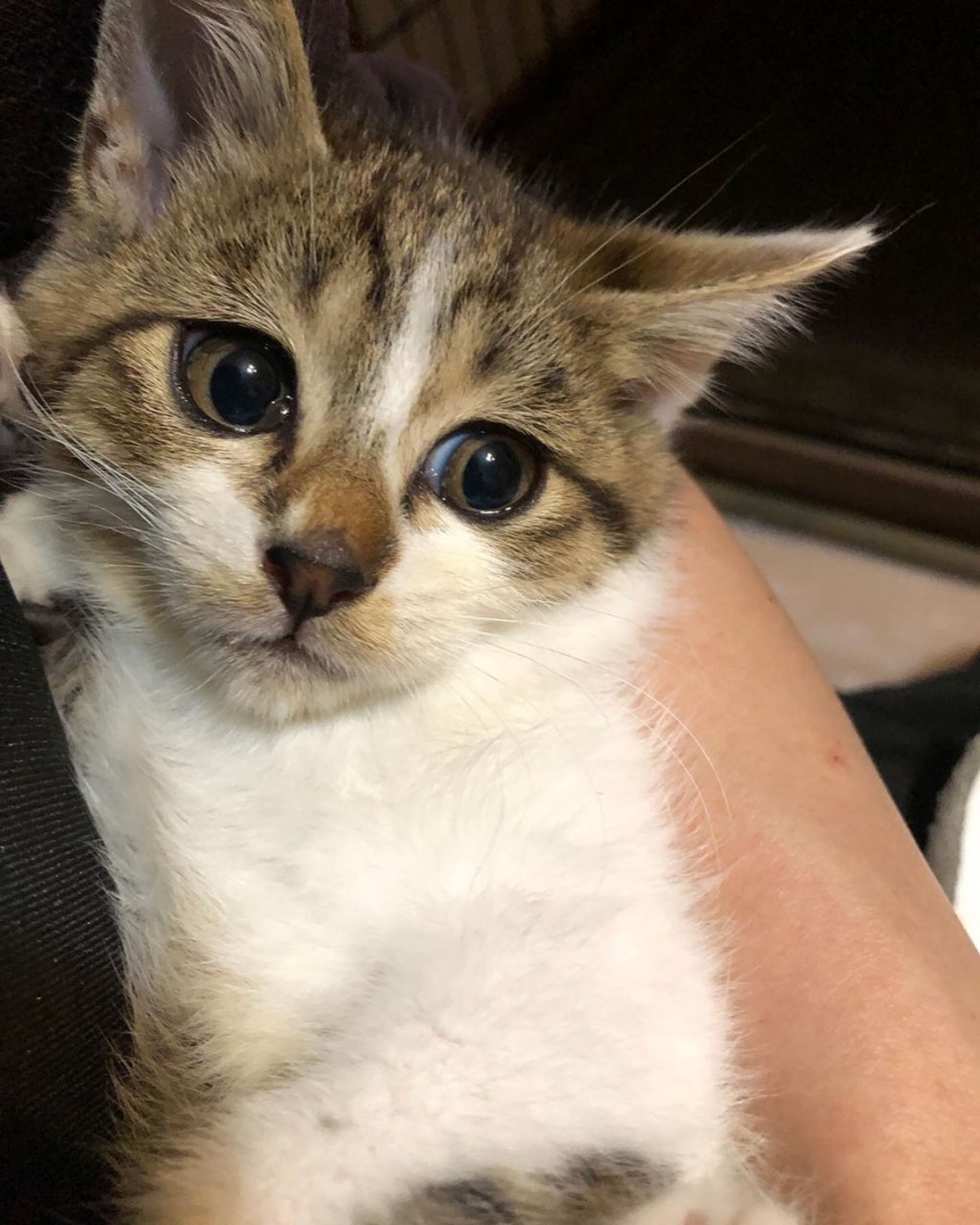 pet-image-2