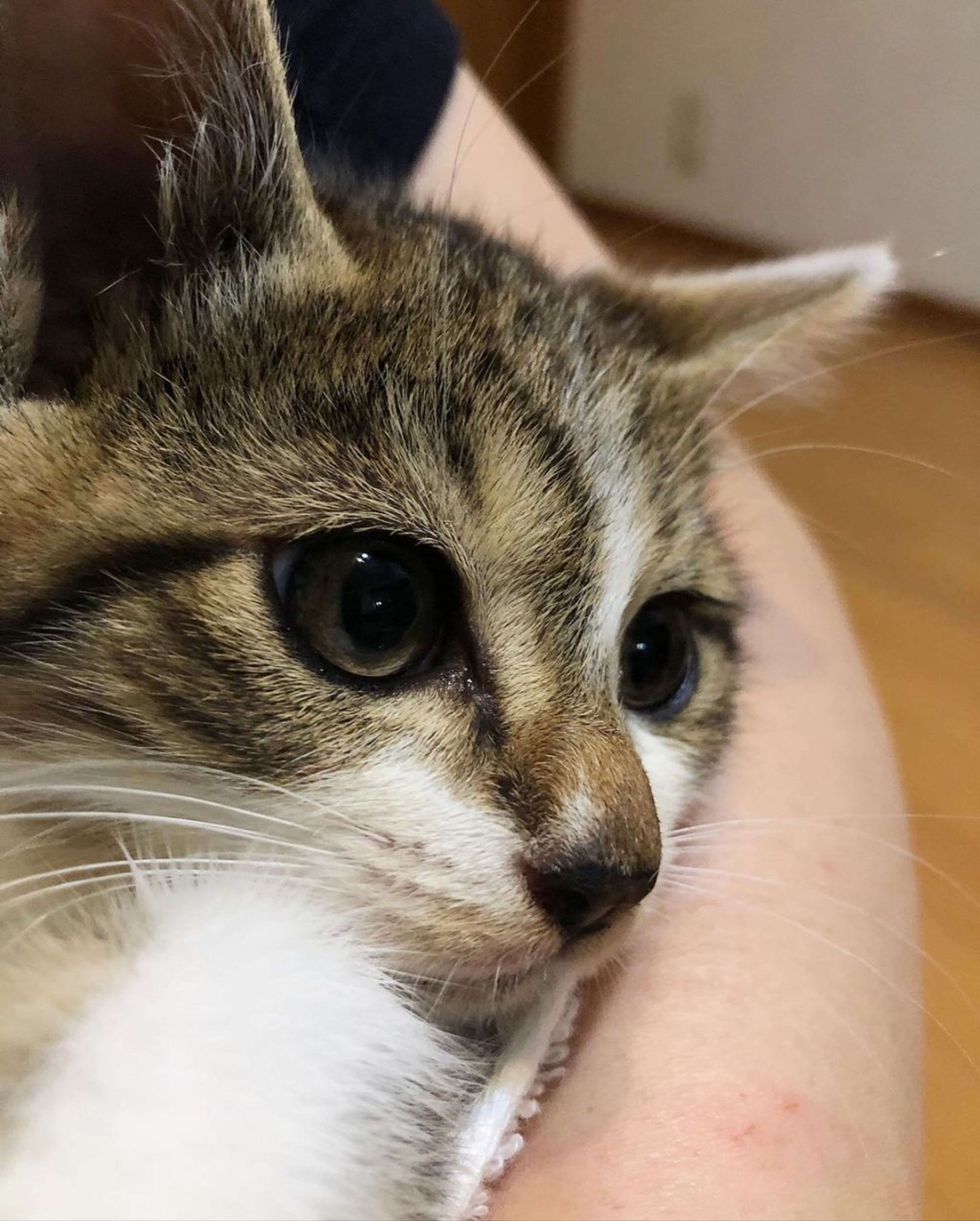 pet-image-3