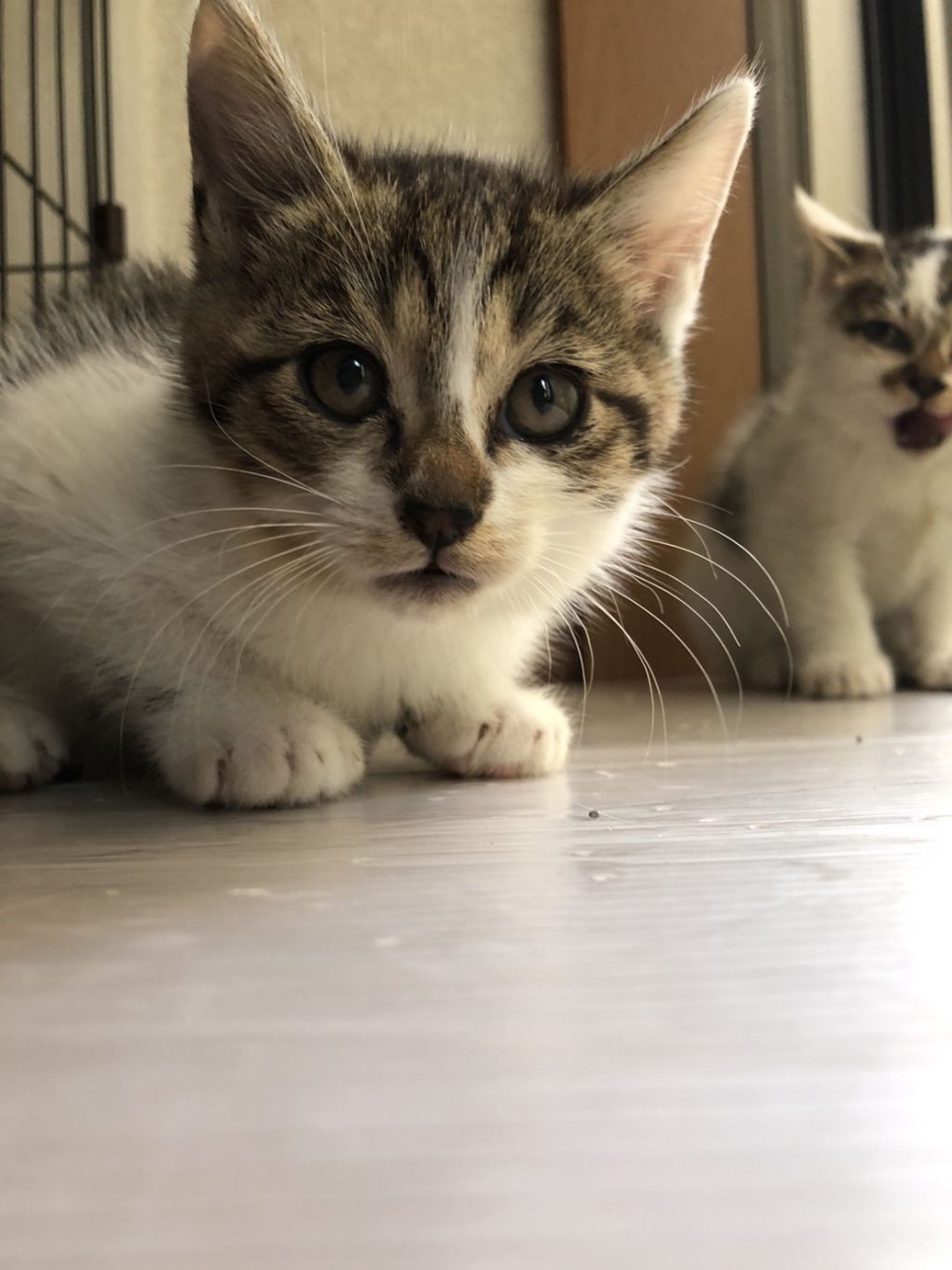 pet-image-4