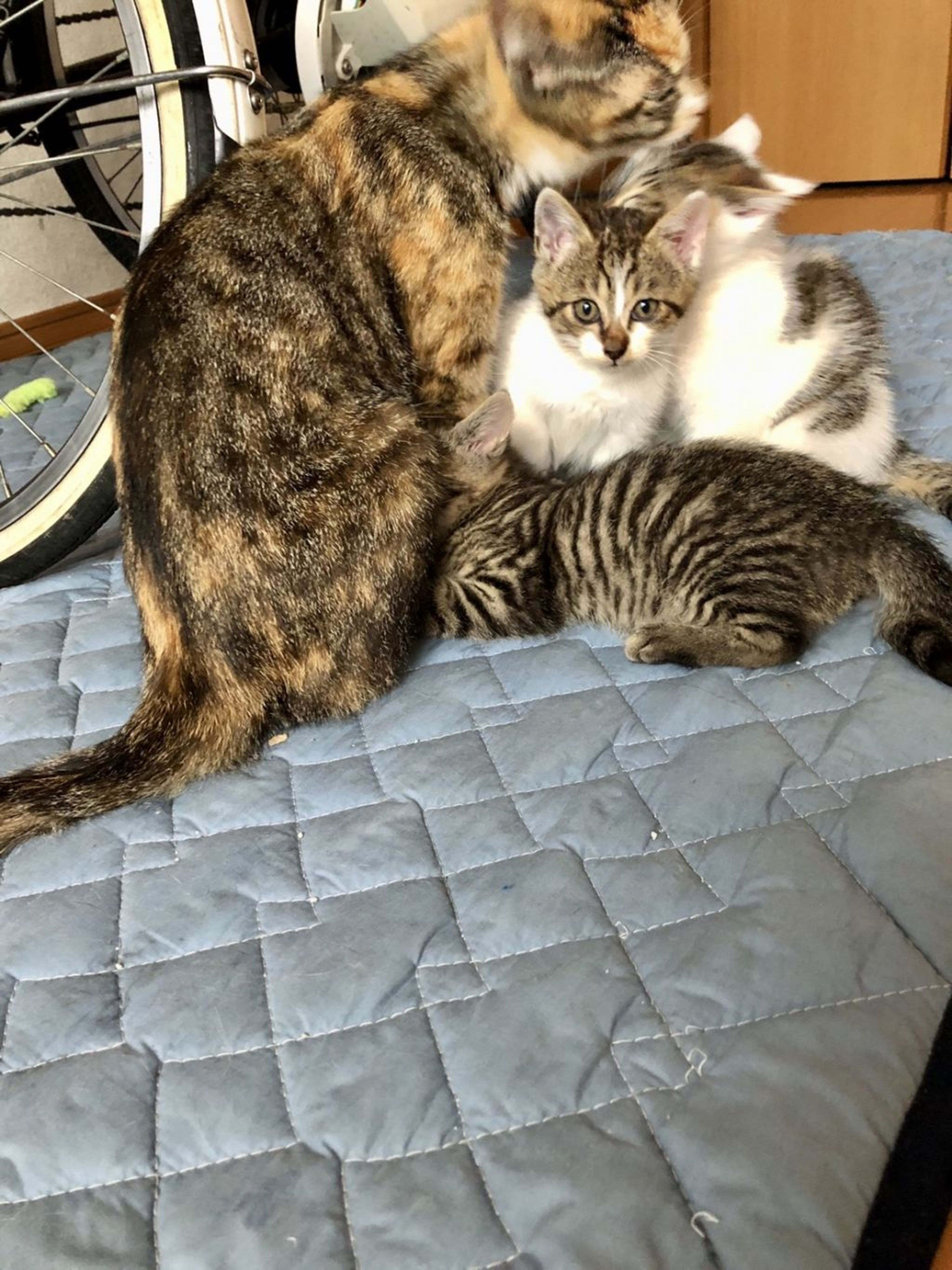 pet-image-6