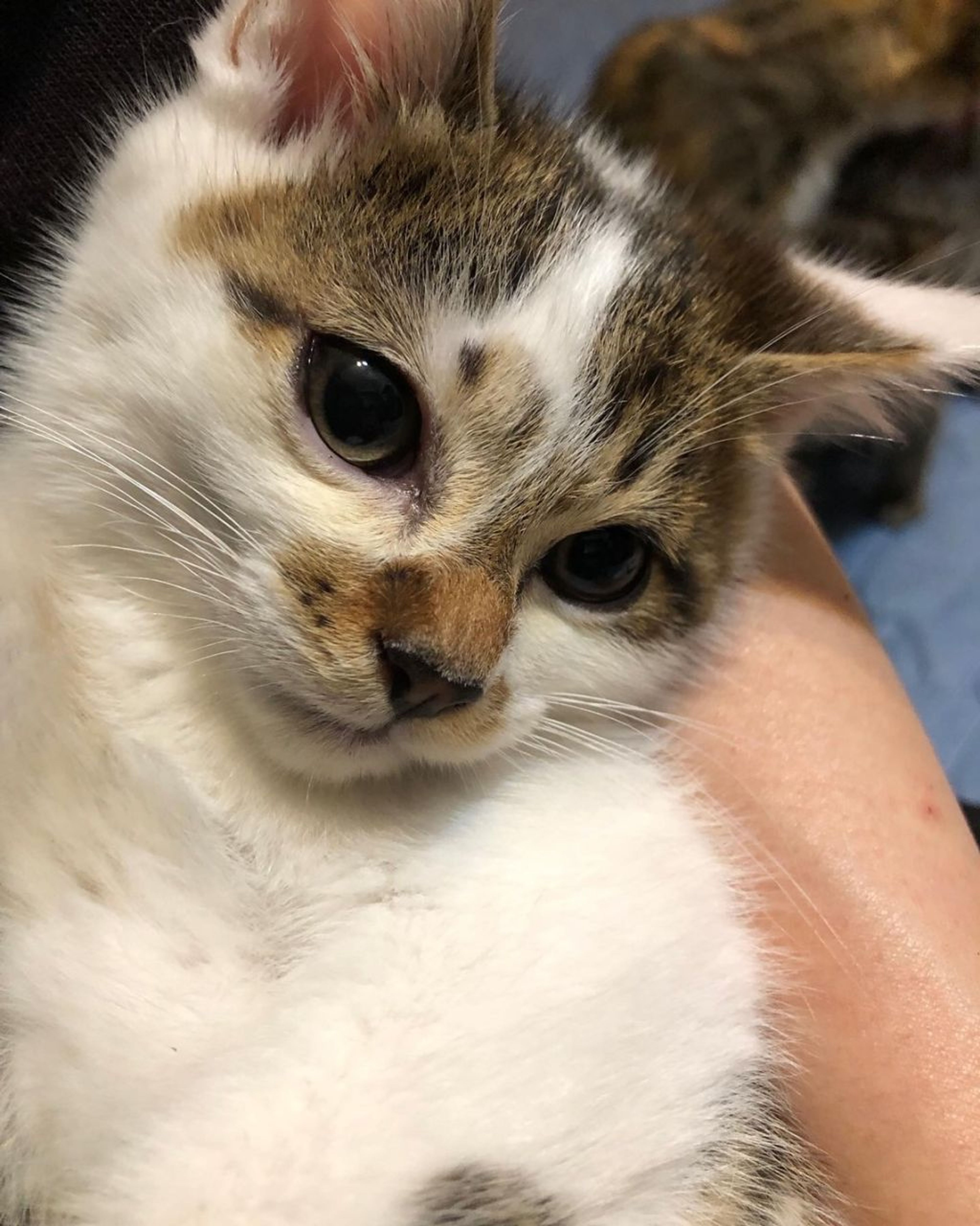 雑種（ミックス猫）・オスの里親募集の写真