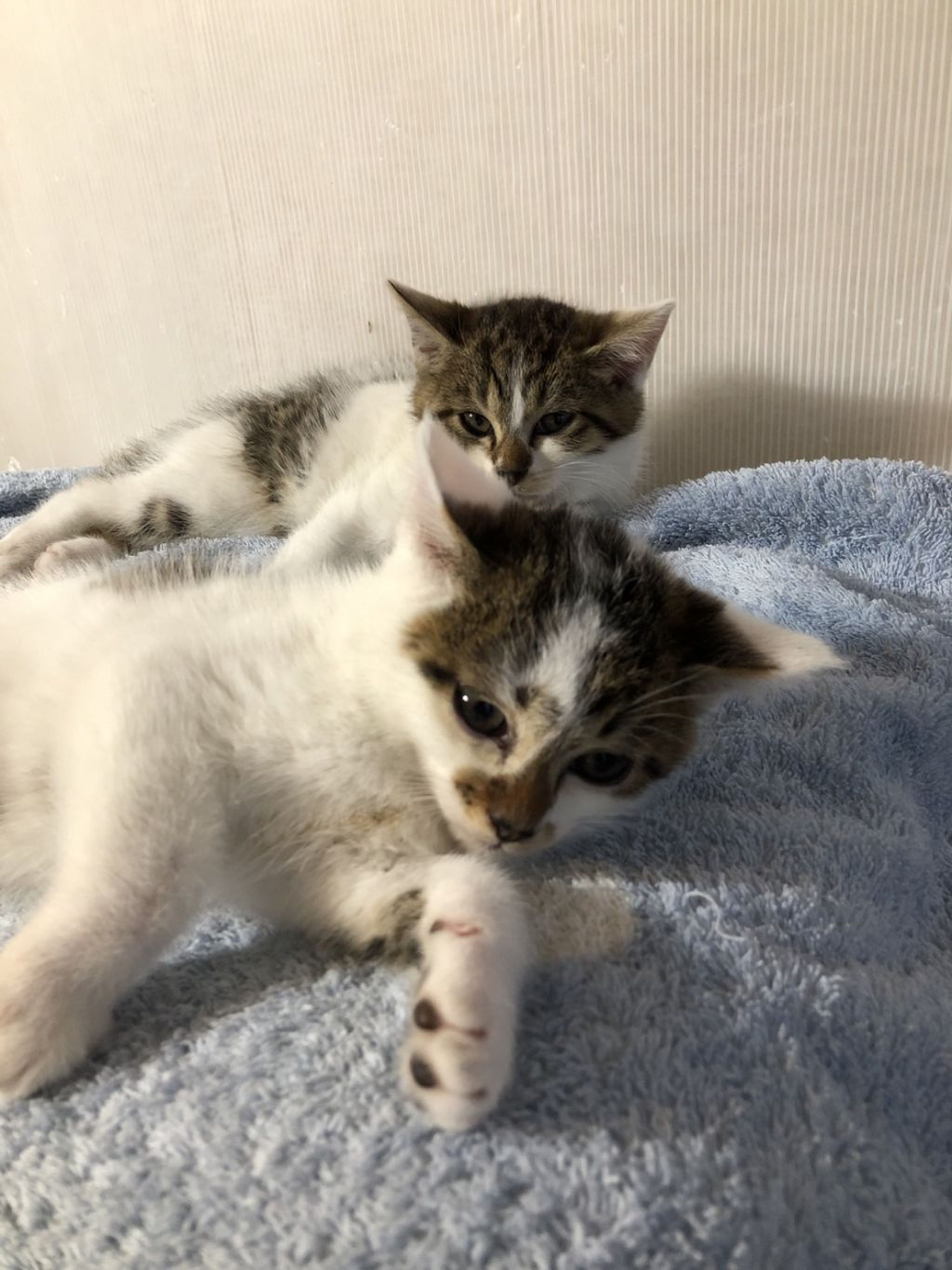 pet-image-5