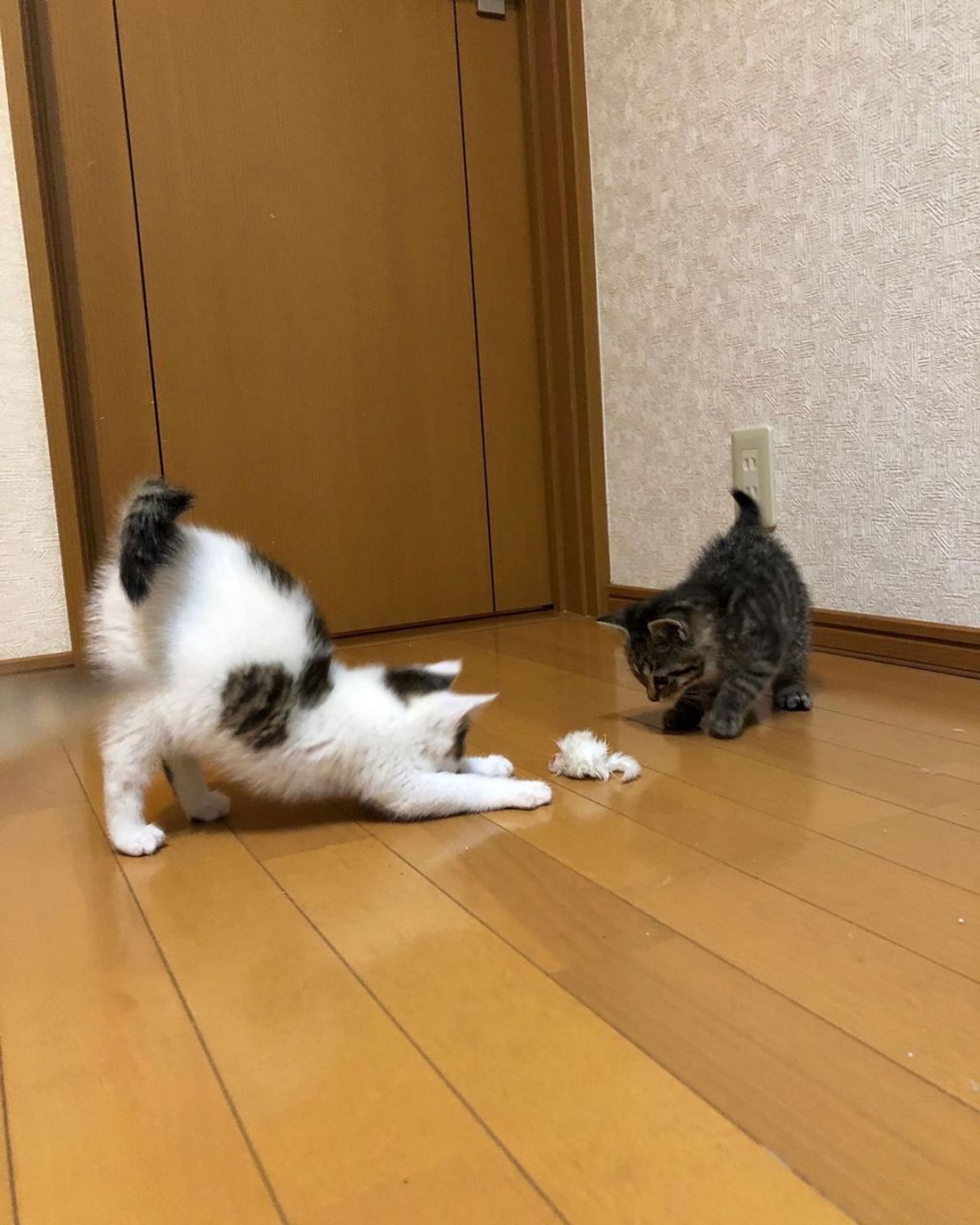 pet-image-6