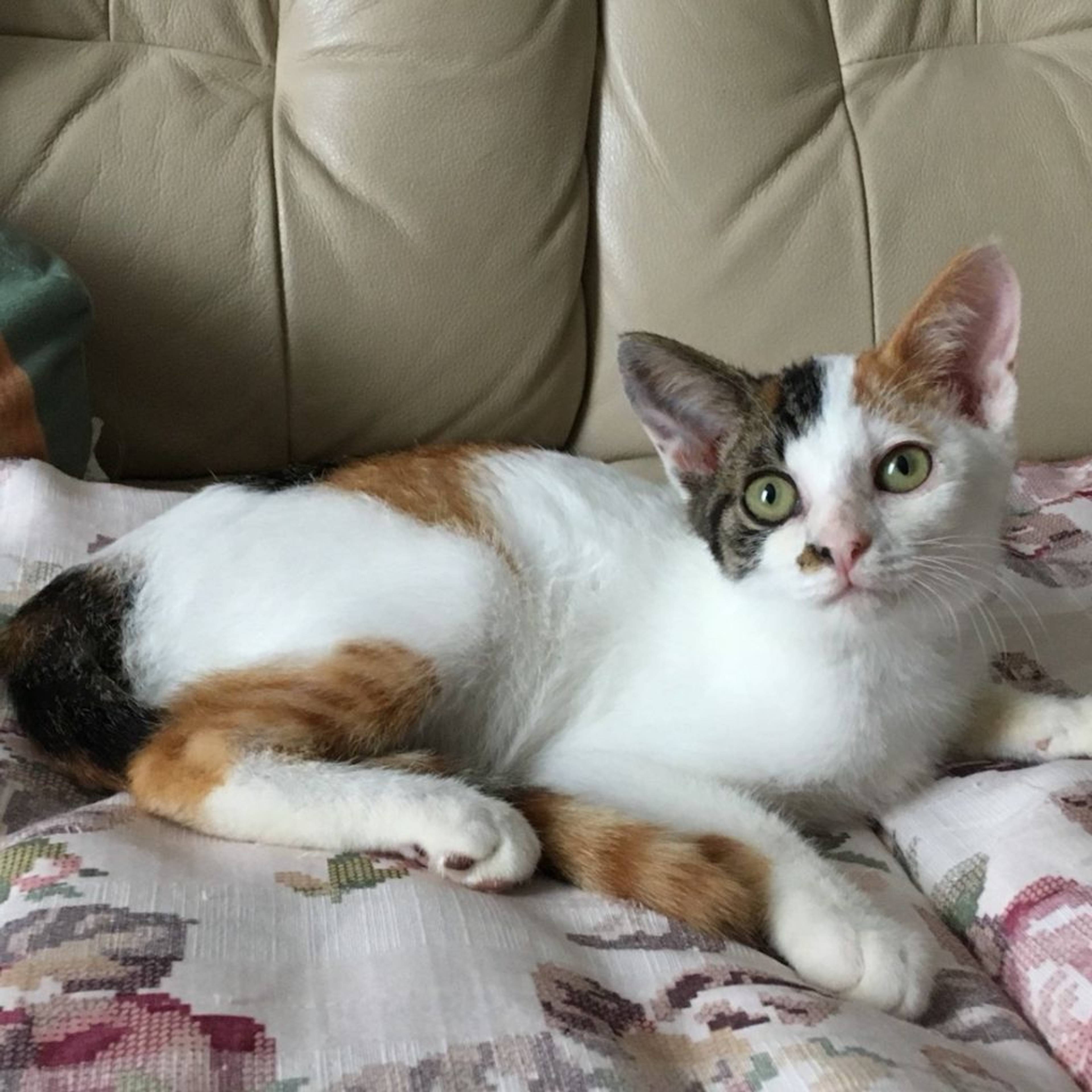 雑種（ミックス猫）・メスの里親募集の写真