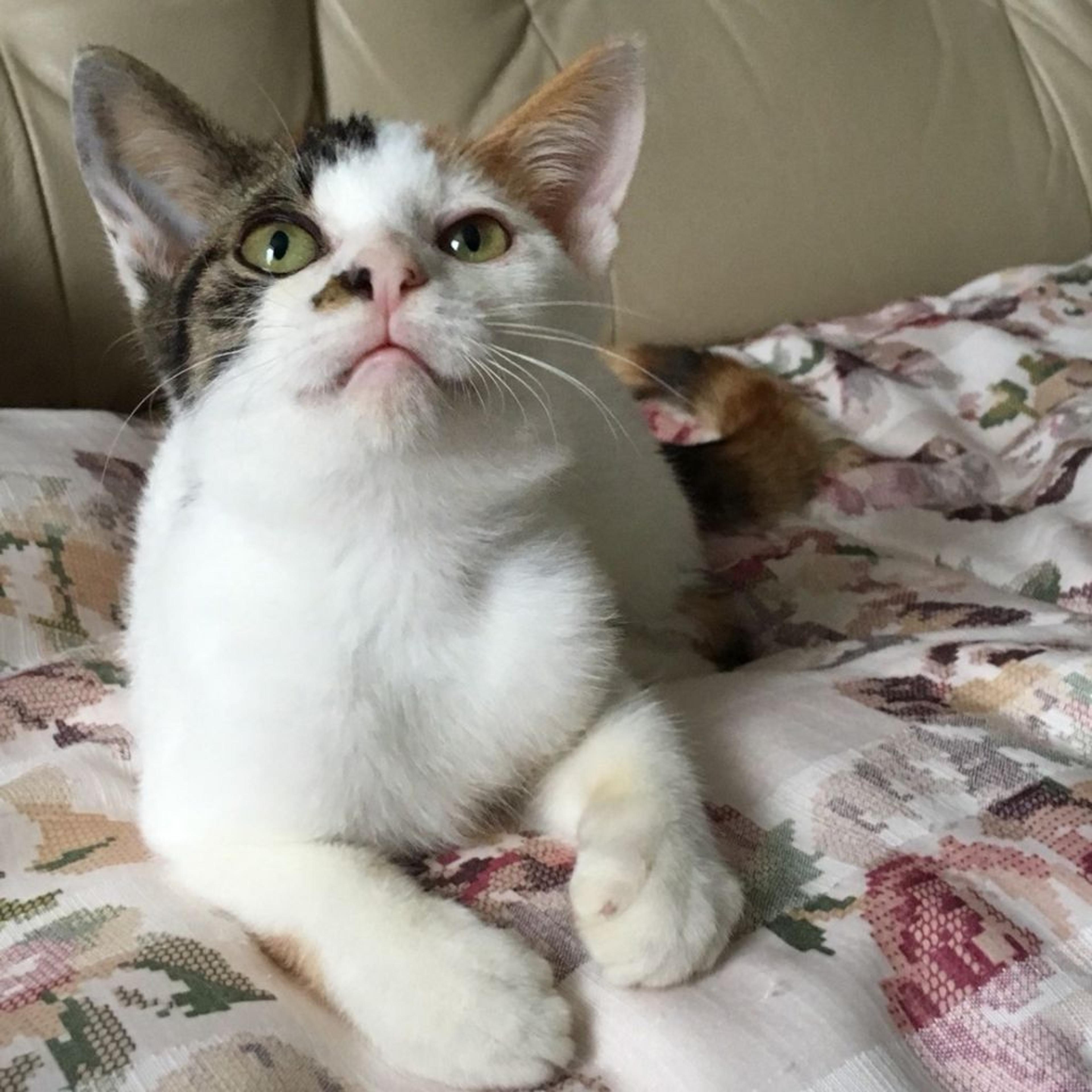 pet-image-2