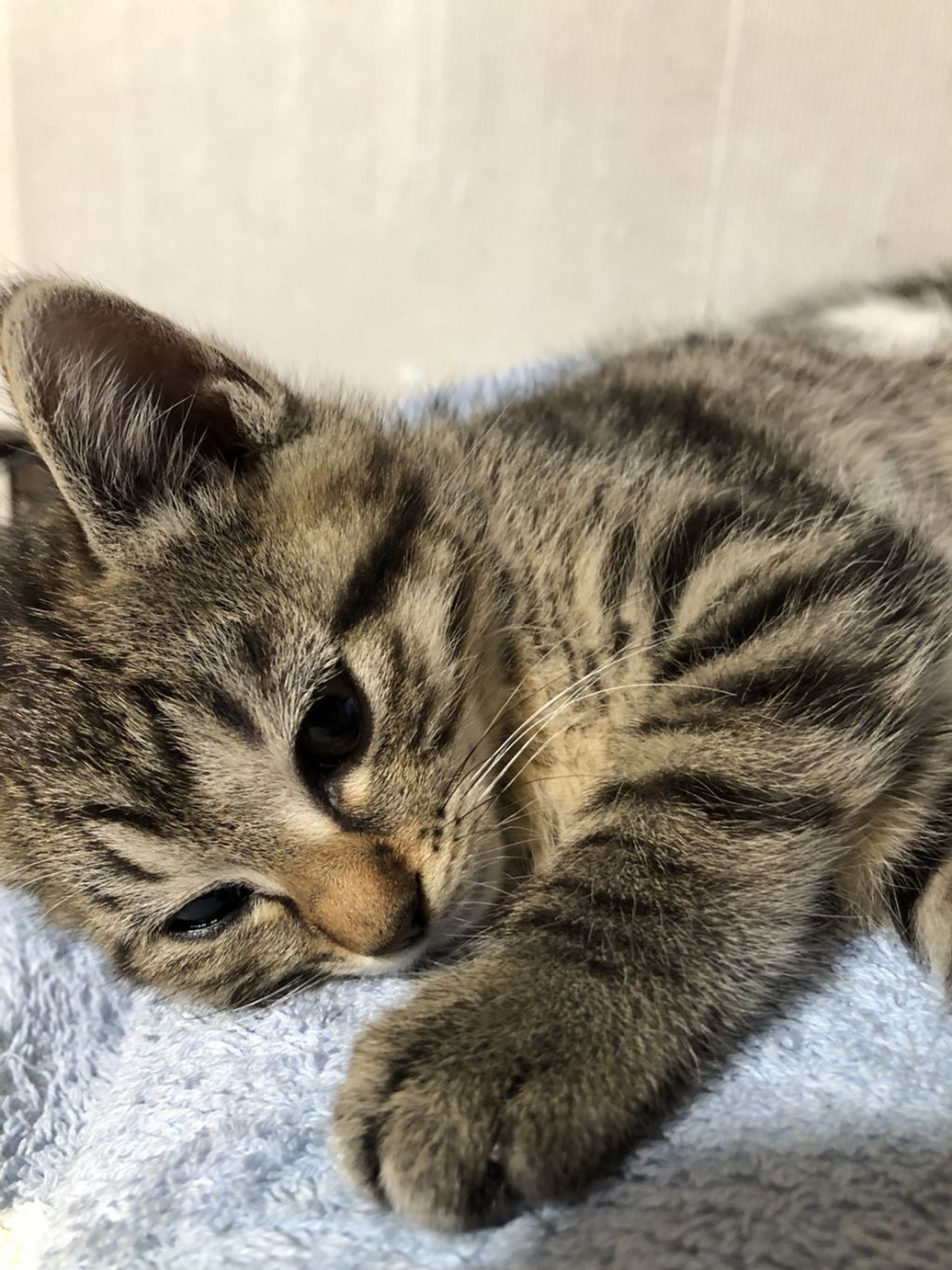雑種（ミックス猫）・メスの里親募集の写真