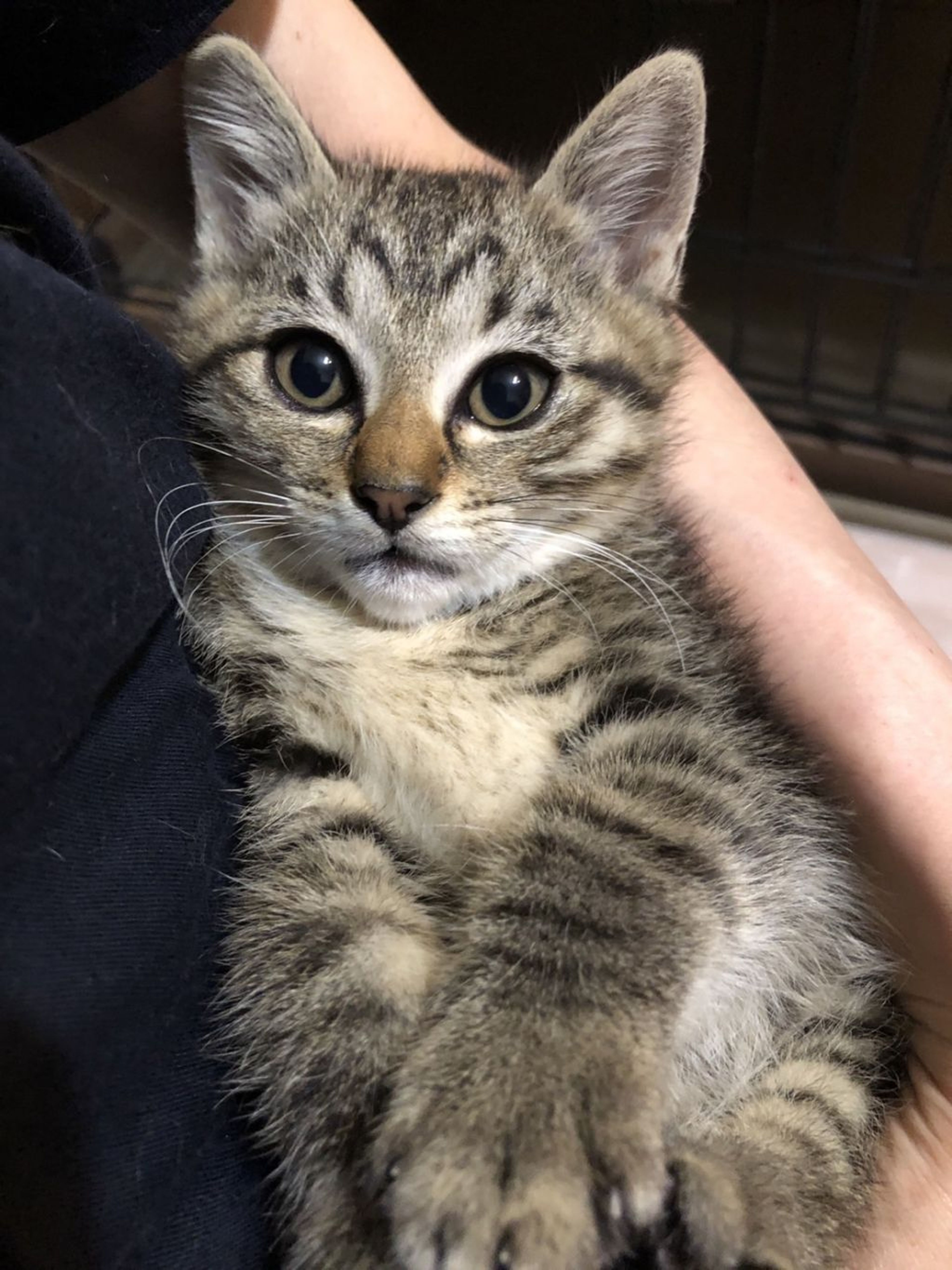 pet-image-3