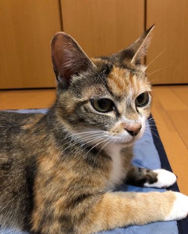 あんずちゃんの写真