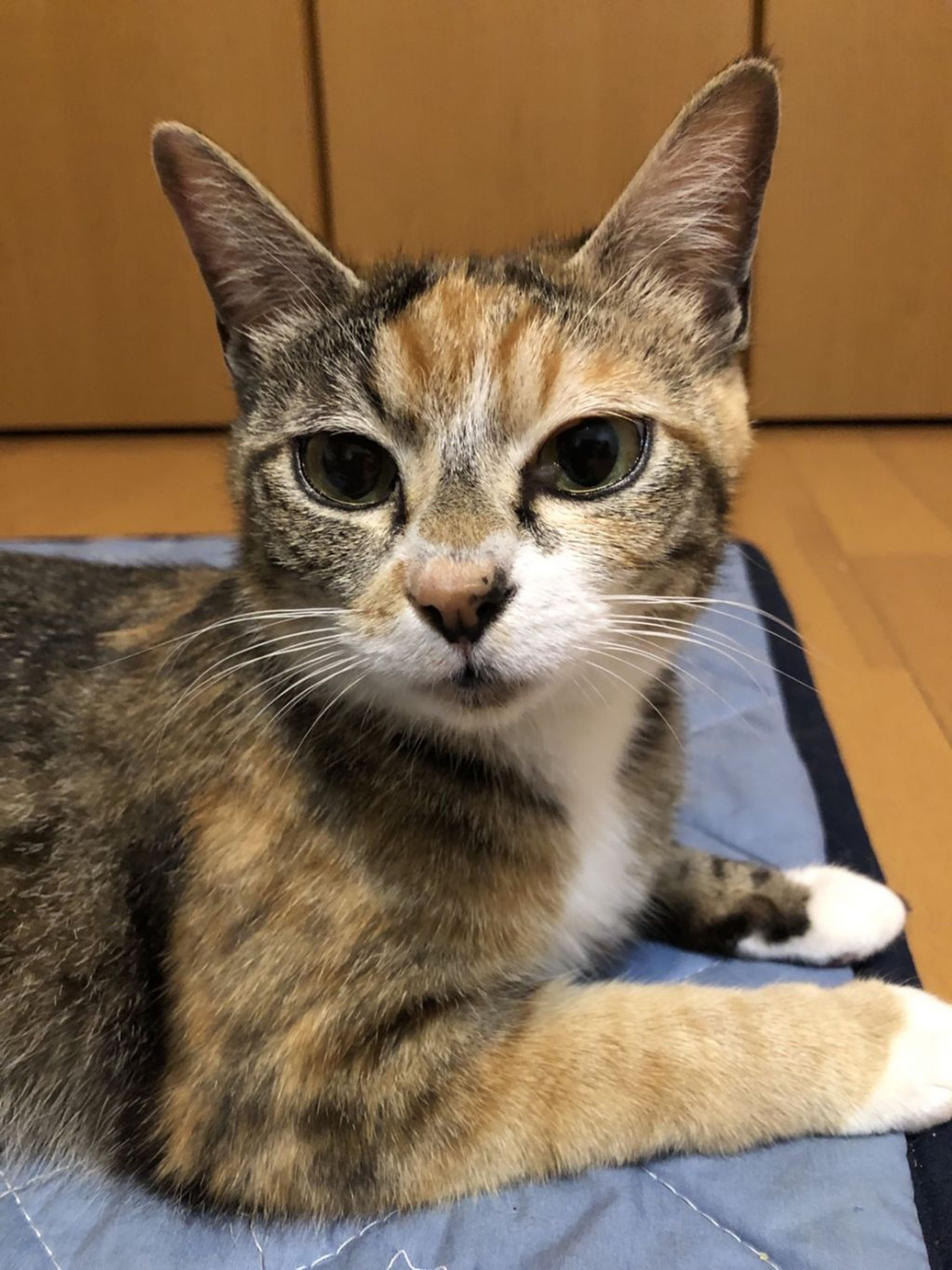 pet-image-3