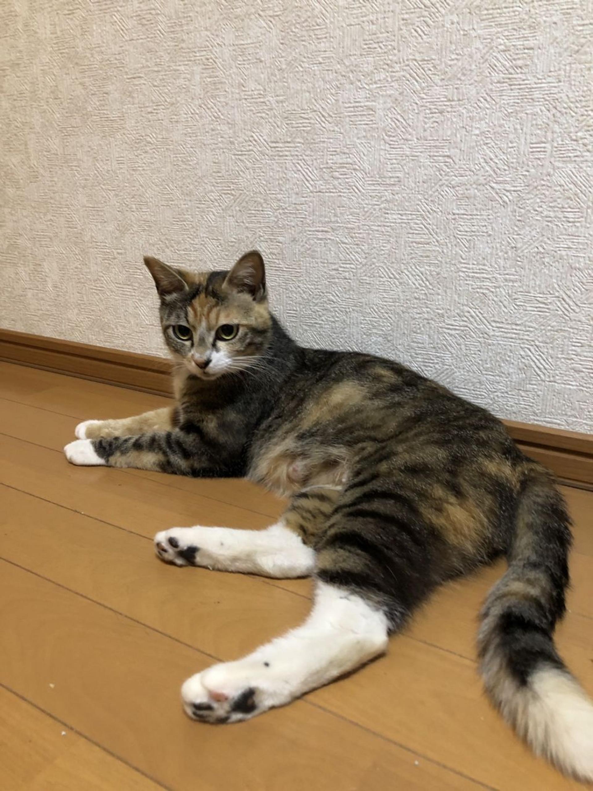 pet-image-4