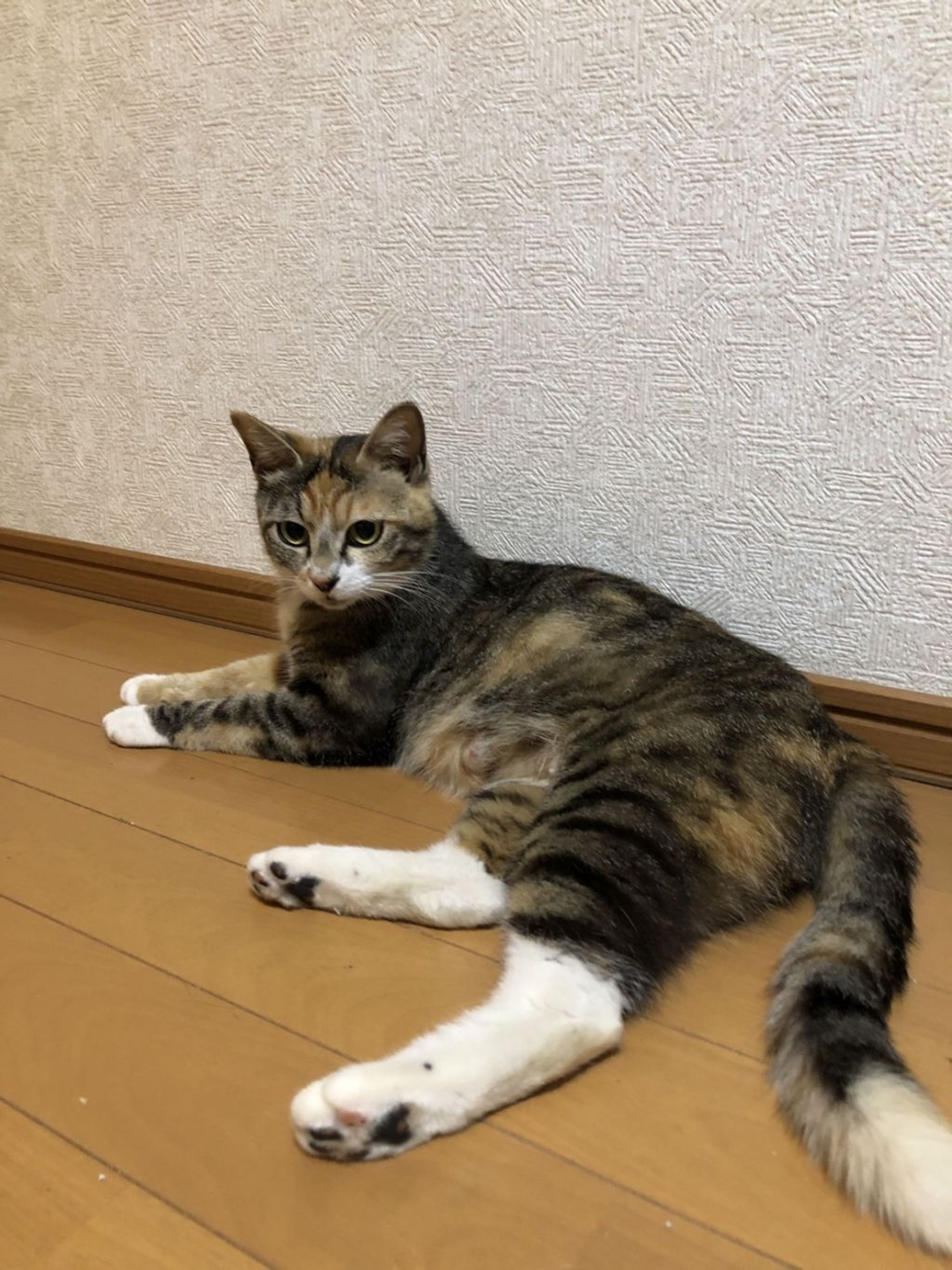 pet-image-4