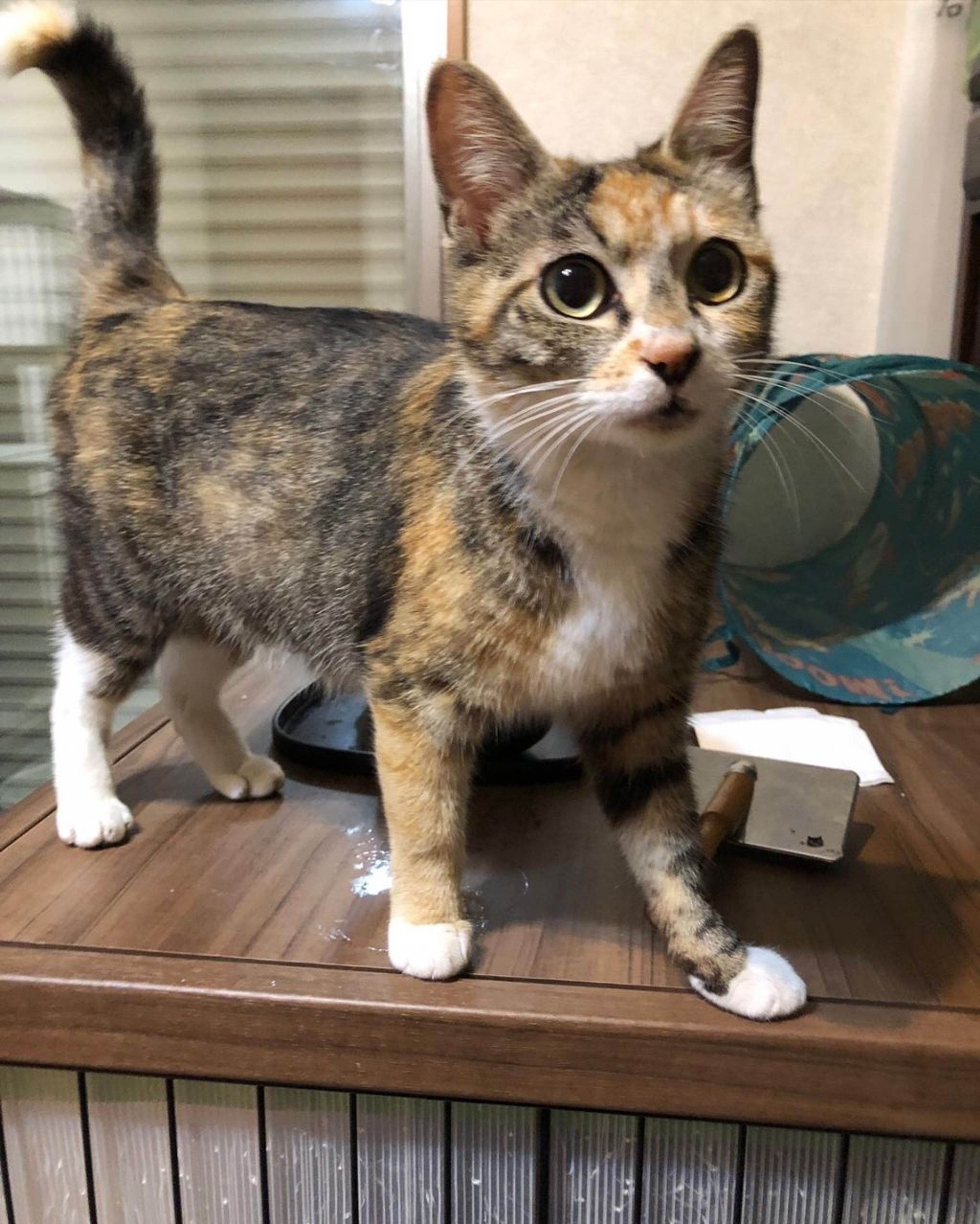pet-image-5