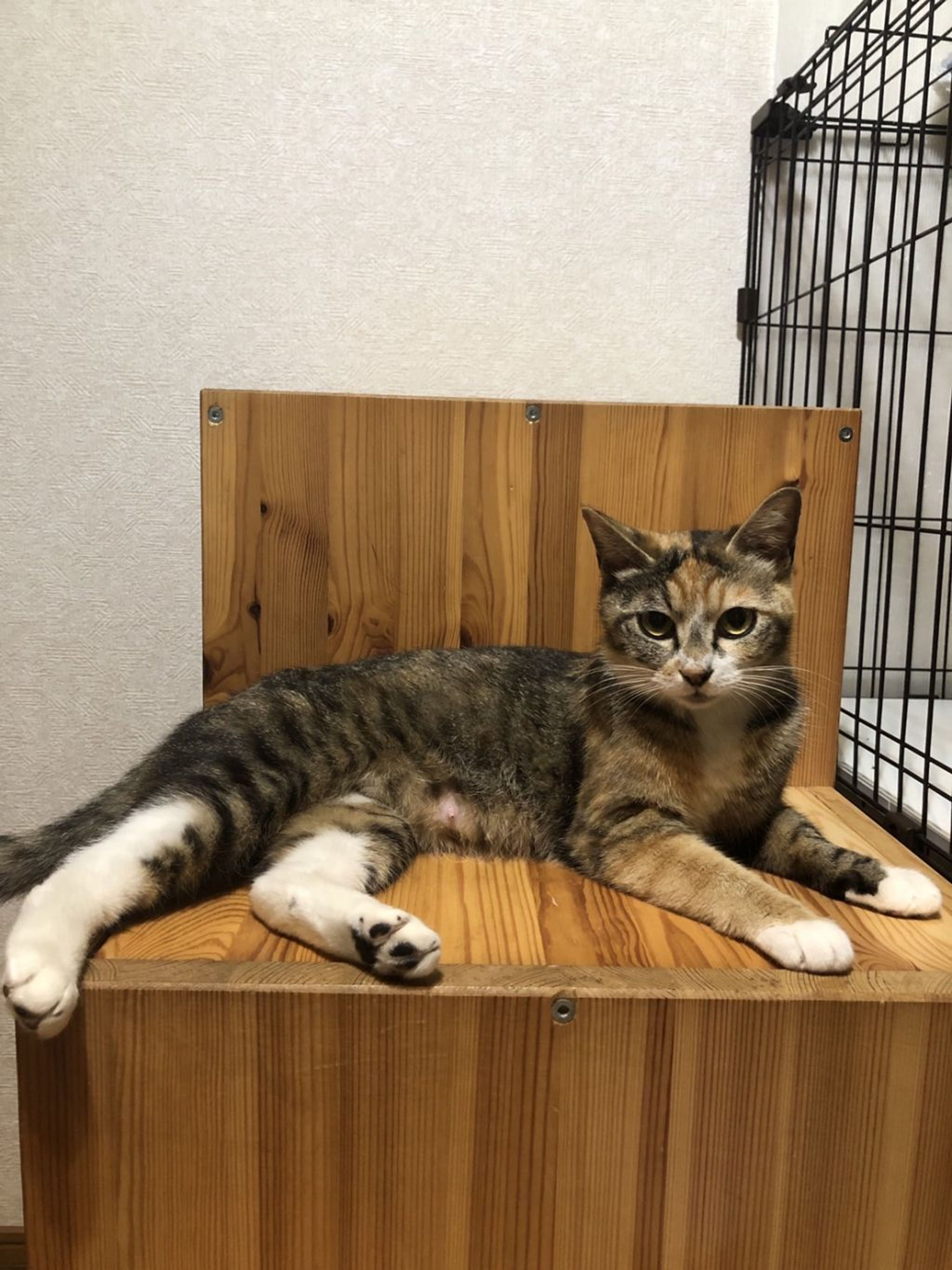pet-image-6