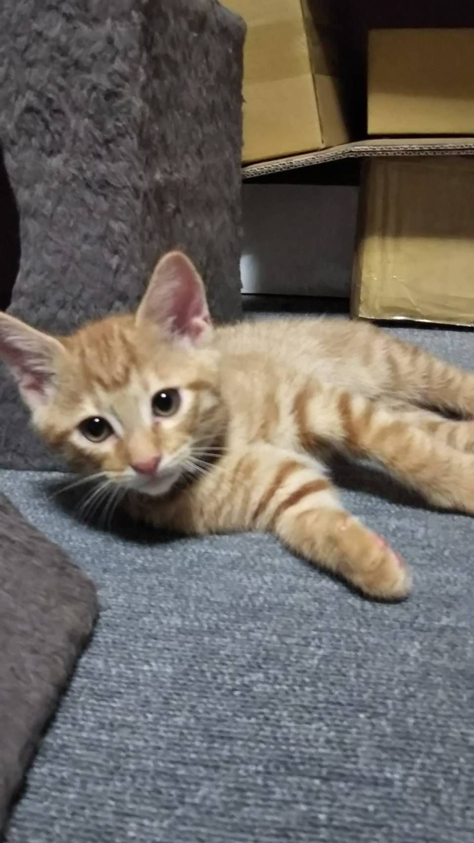 雑種（ミックス猫）・オスの里親募集の写真