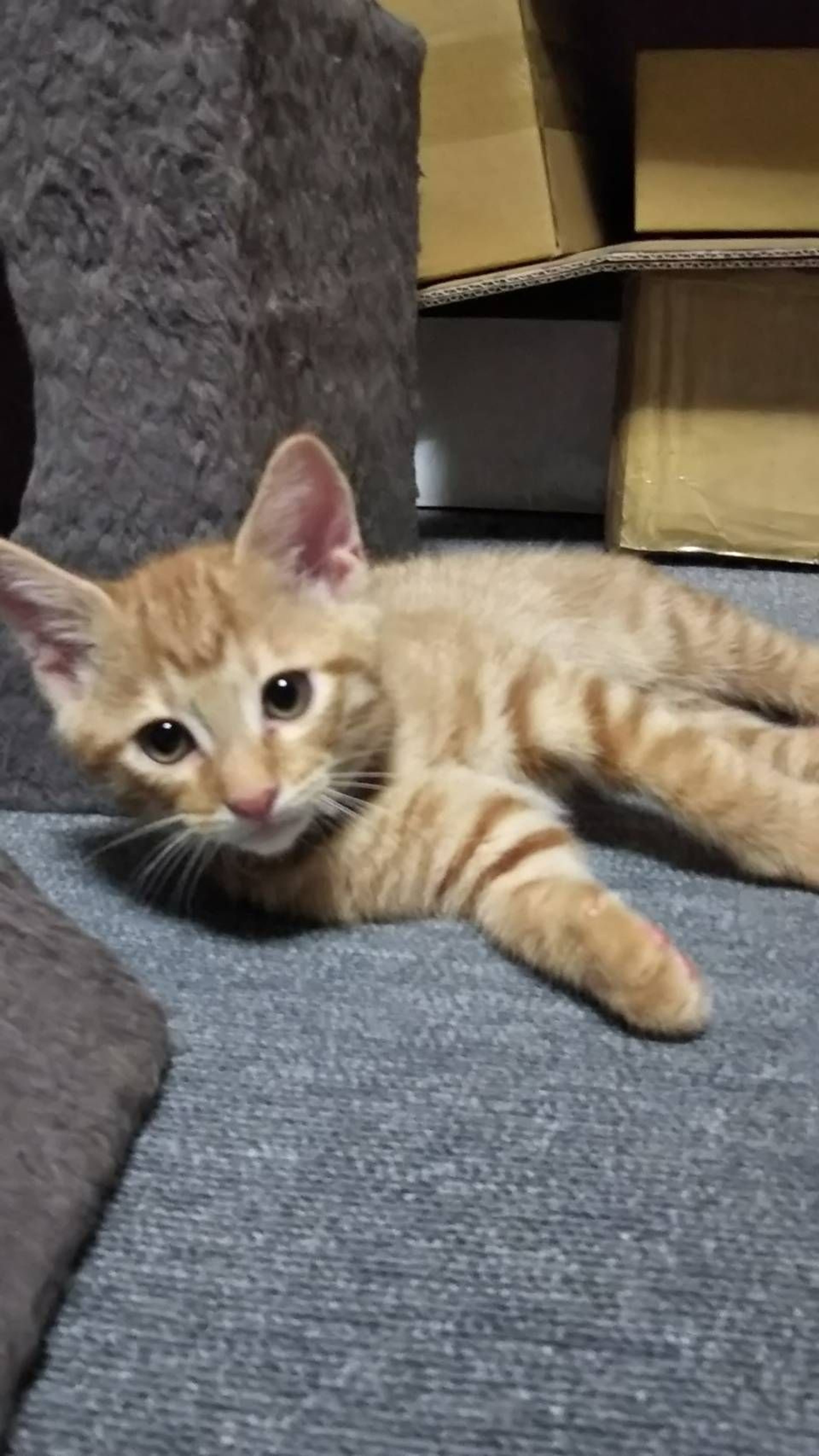 雑種（ミックス猫）・オスの里親募集の写真