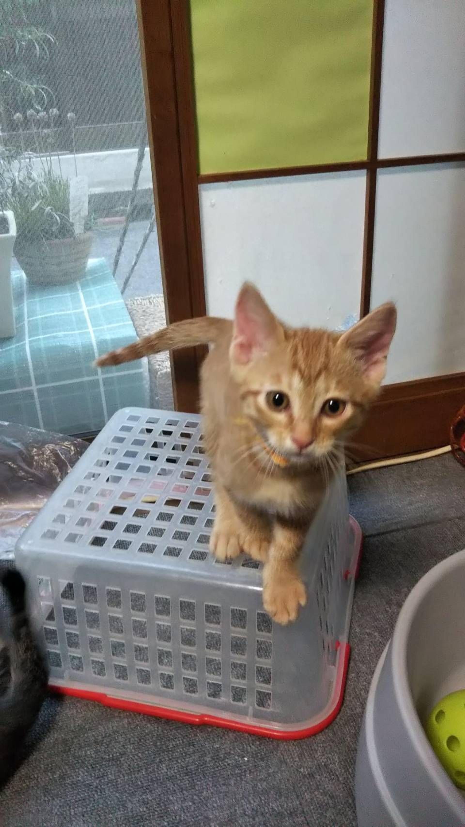 pet-image-2