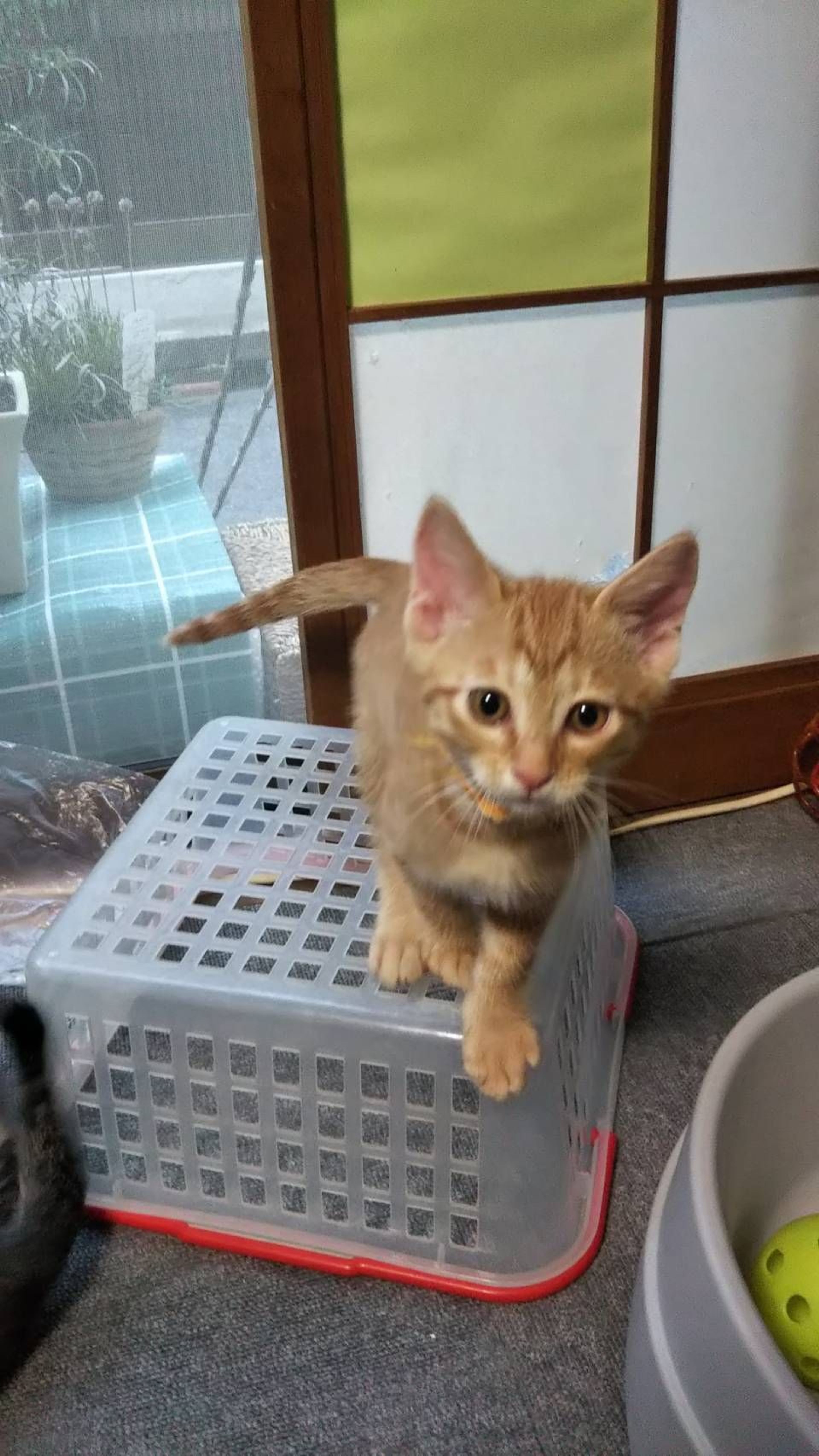 pet-image-2