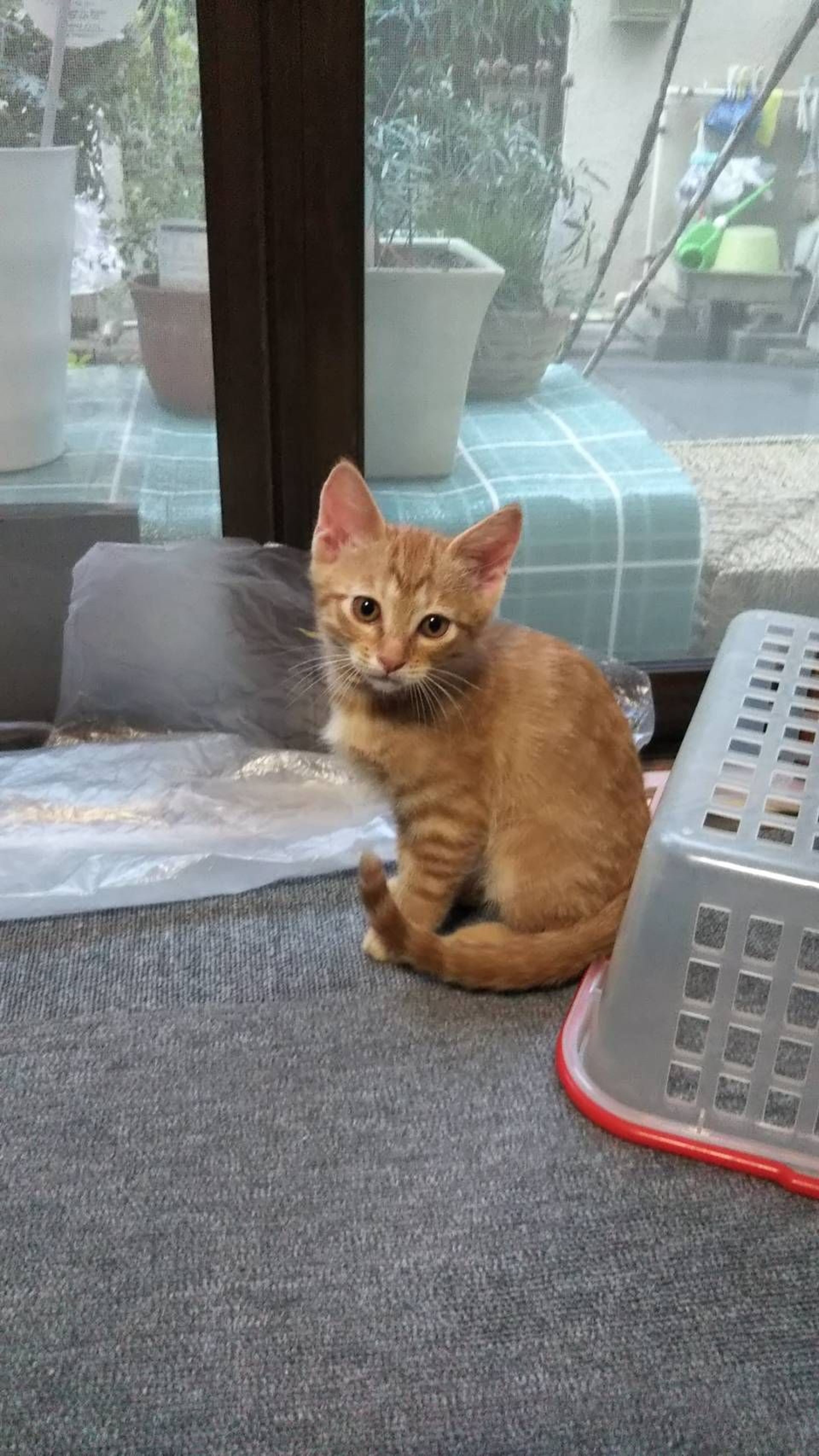 pet-image-3