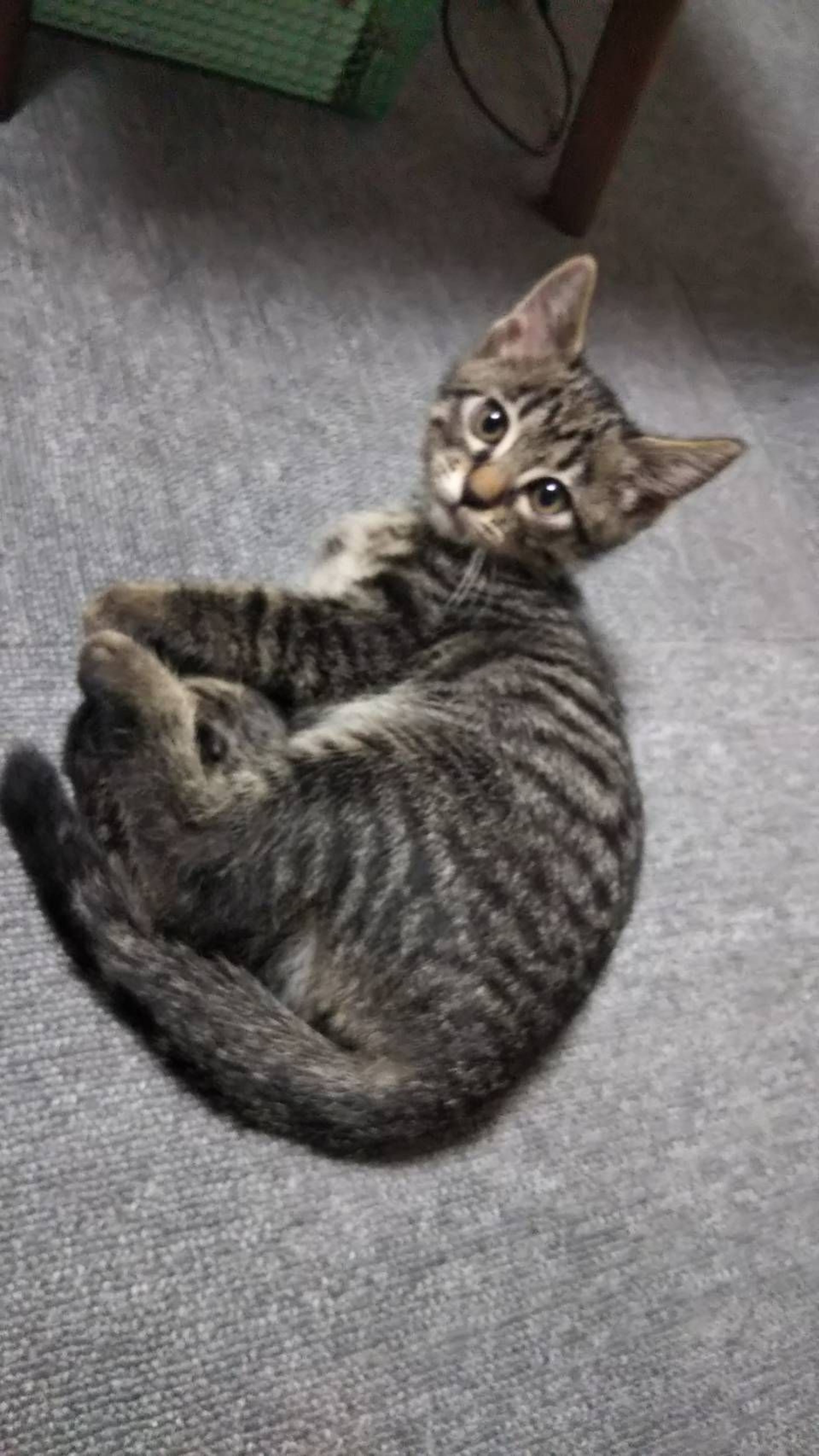 雑種（ミックス猫）・オスの里親募集の写真