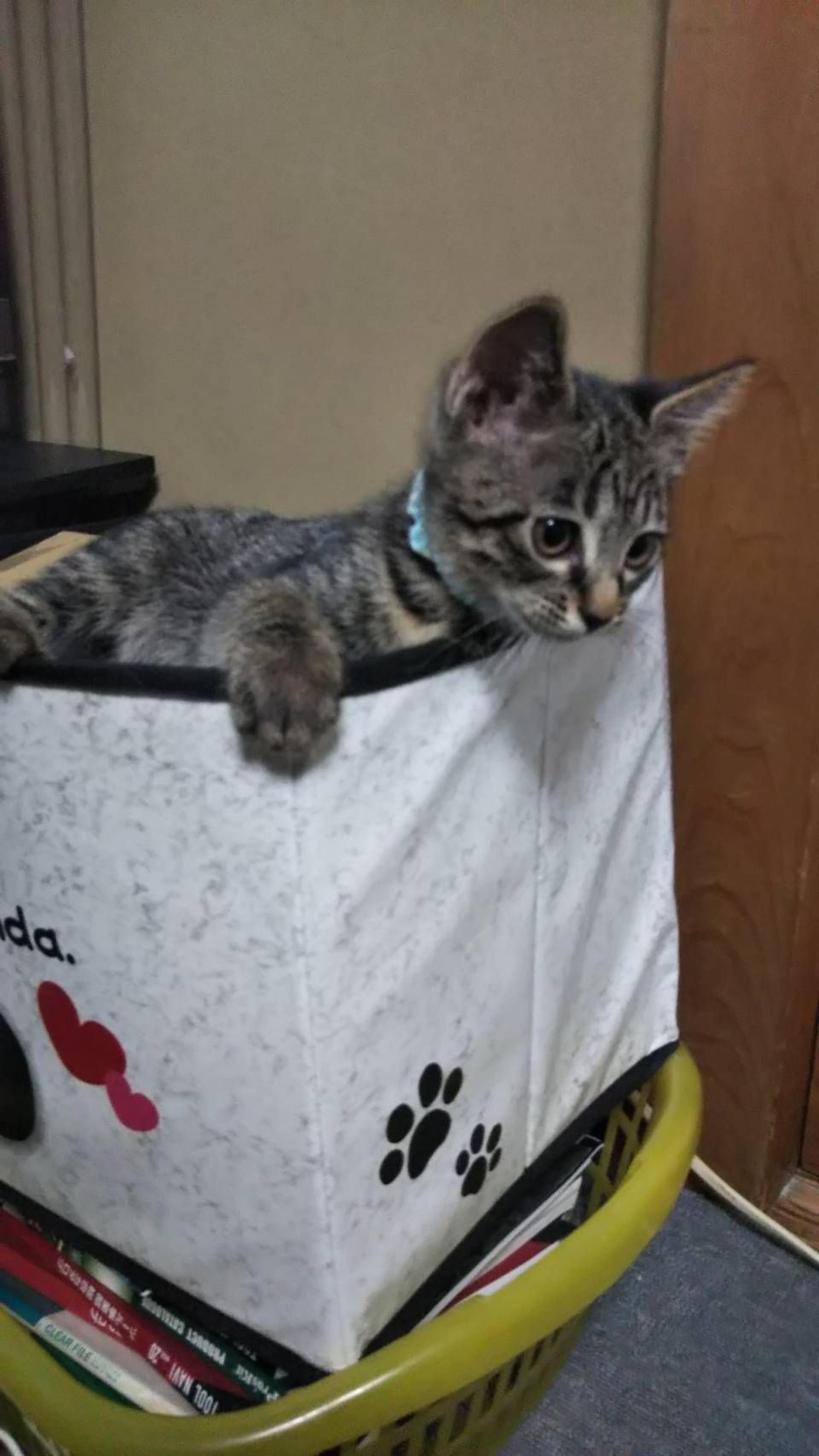 pet-image-2