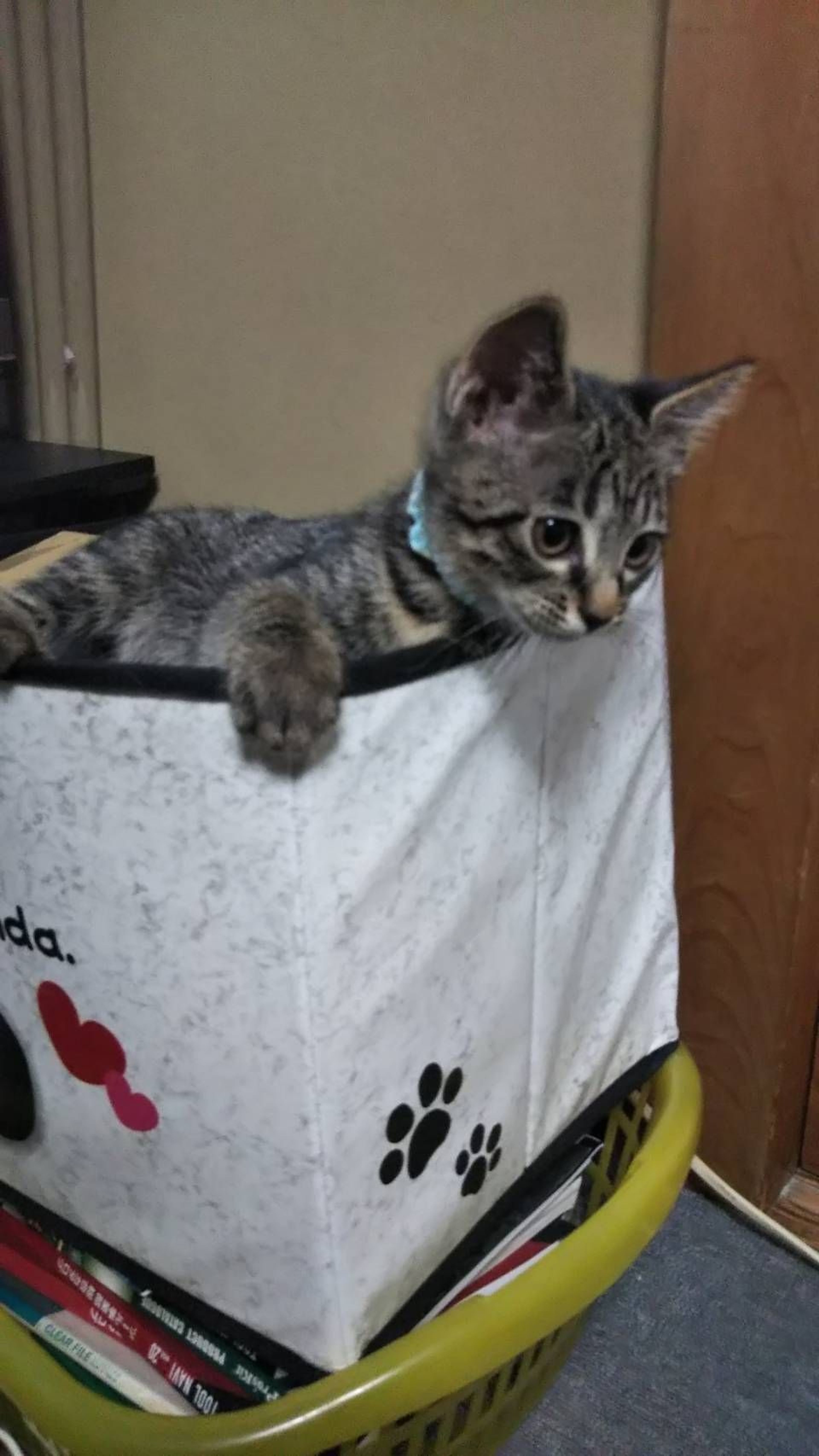 pet-image-2