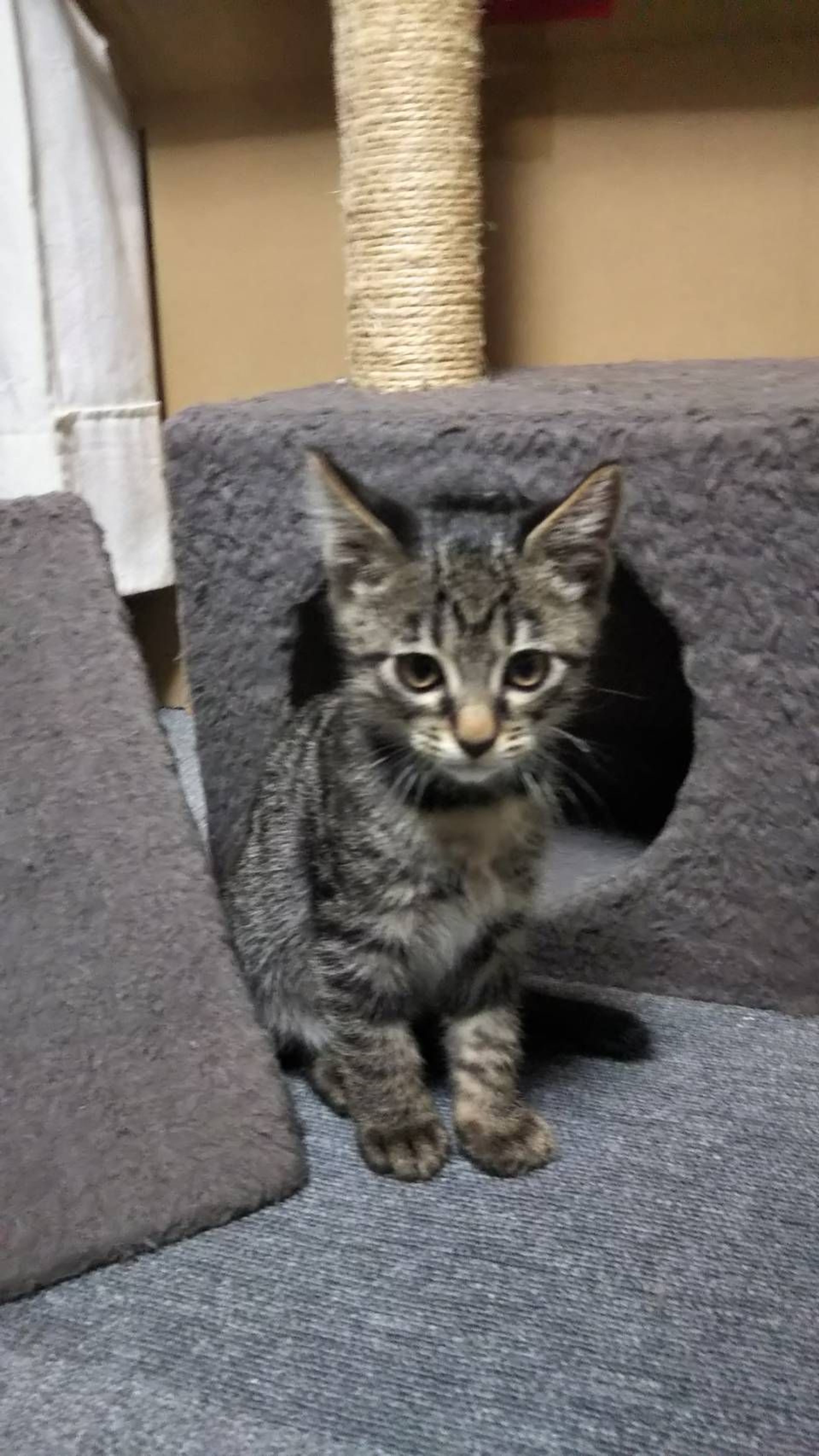 pet-image-2
