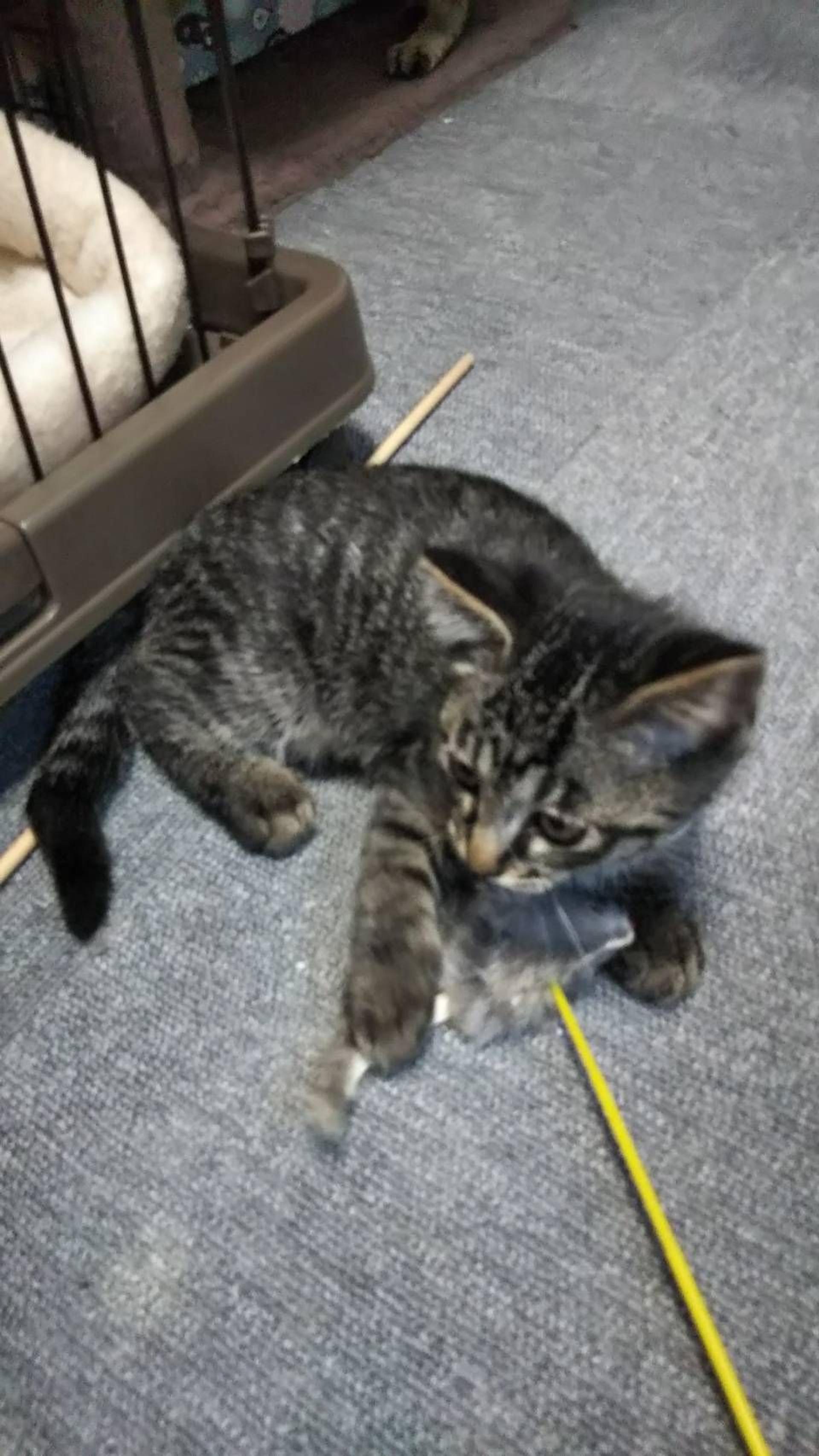 pet-image-2