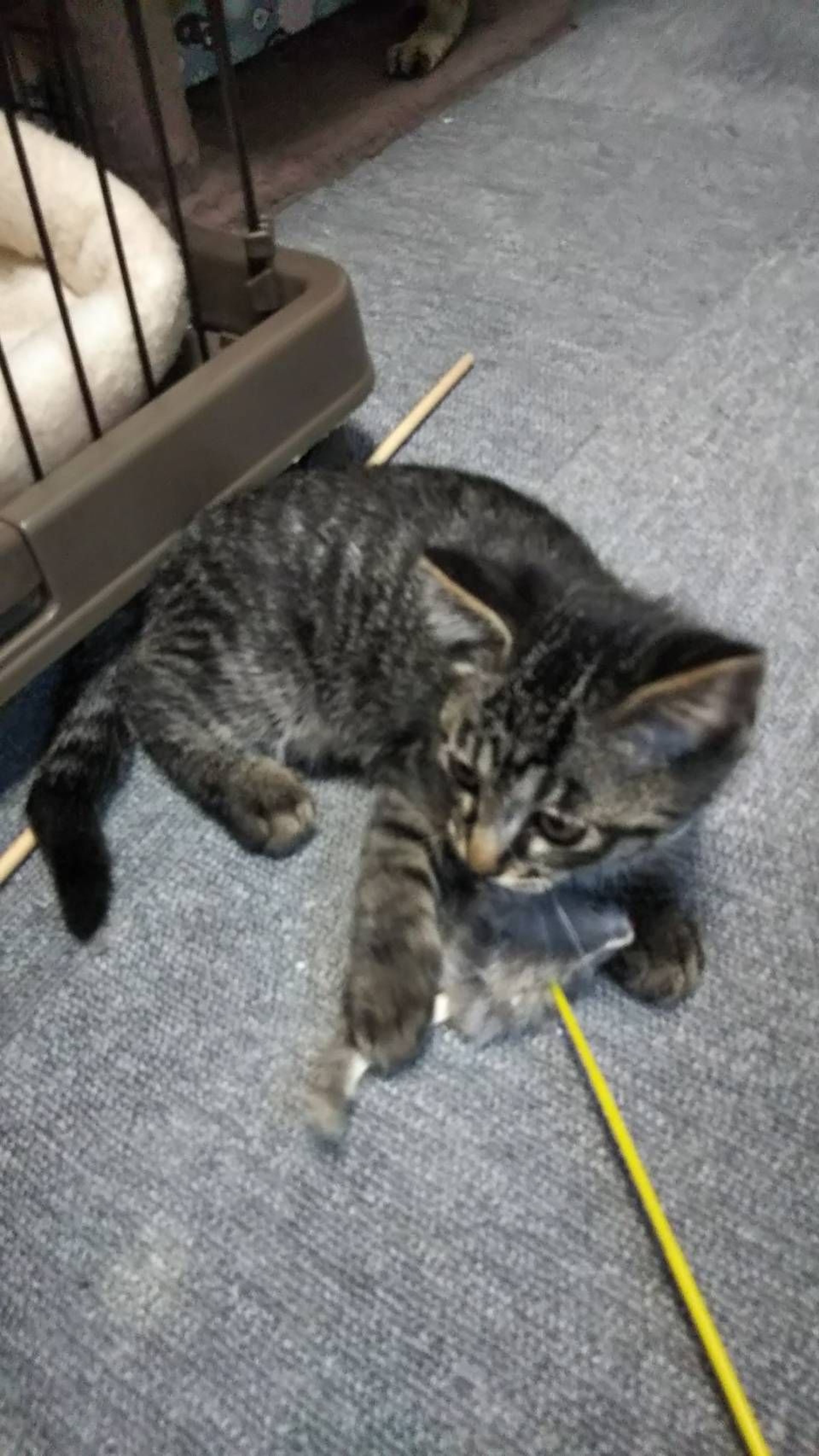 pet-image-2