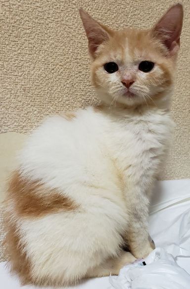 チャリー