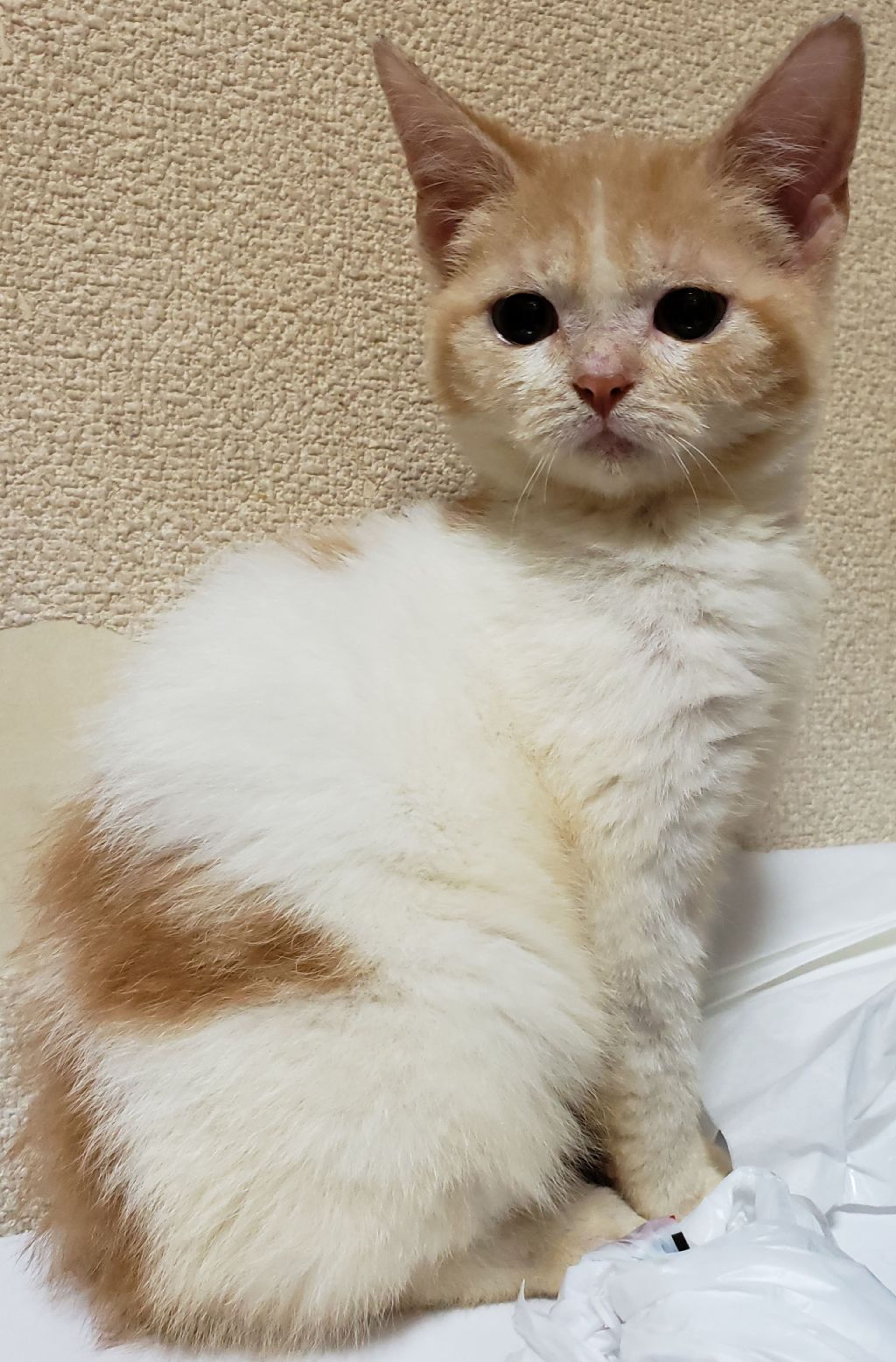 スコティッシュフォールド・オスの里親募集の写真
