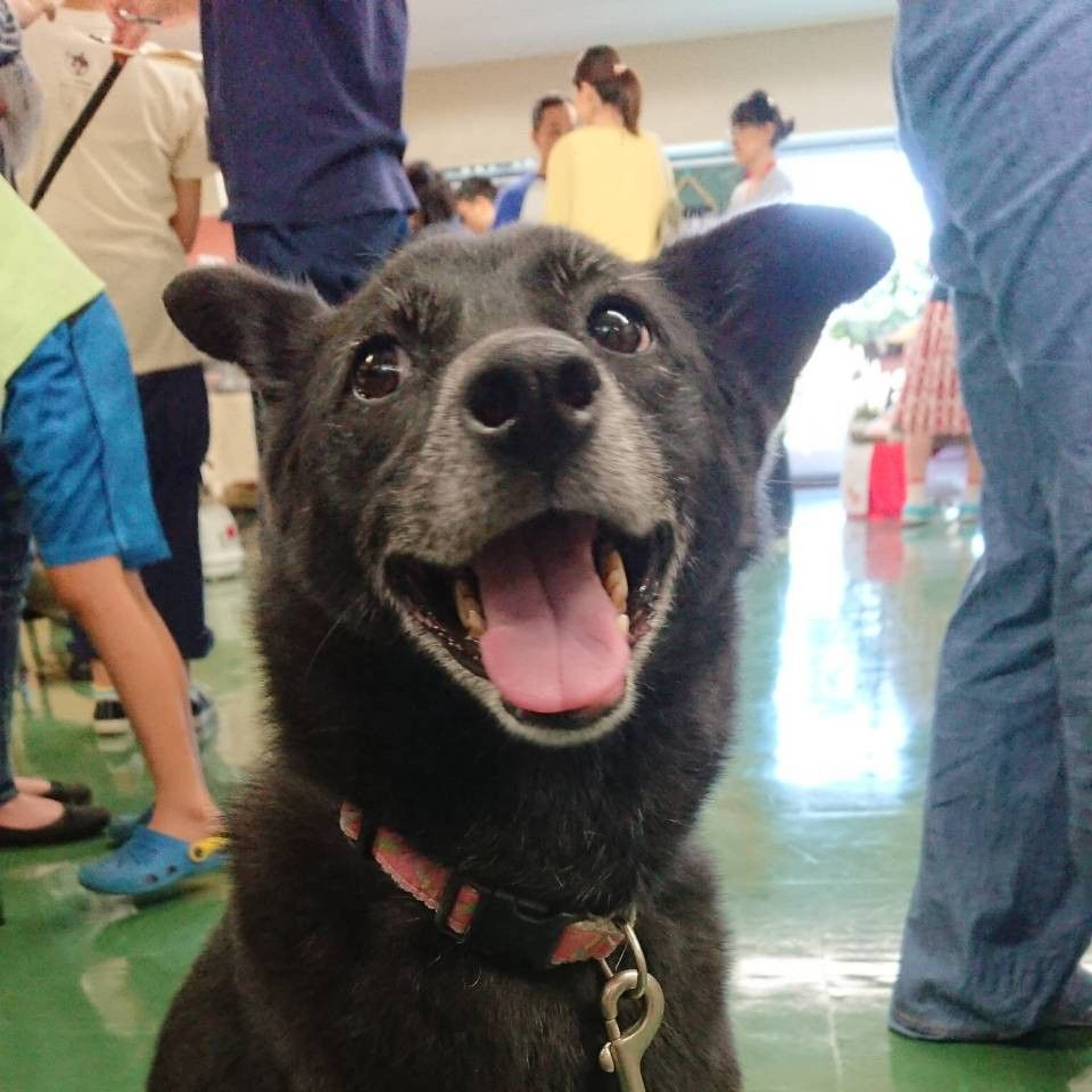 雑種（ミックス犬）・メスの里親募集の写真