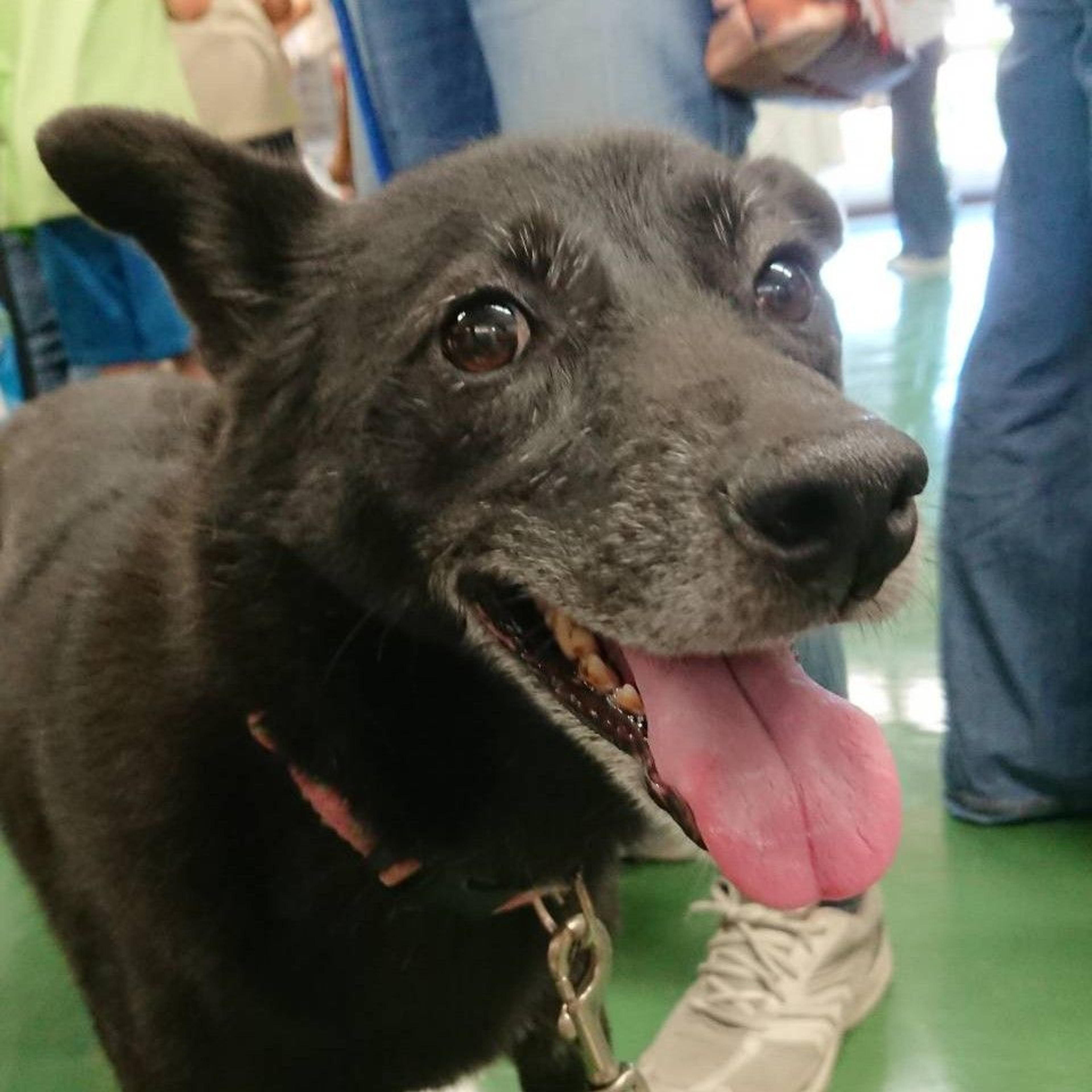 pet-image-2
