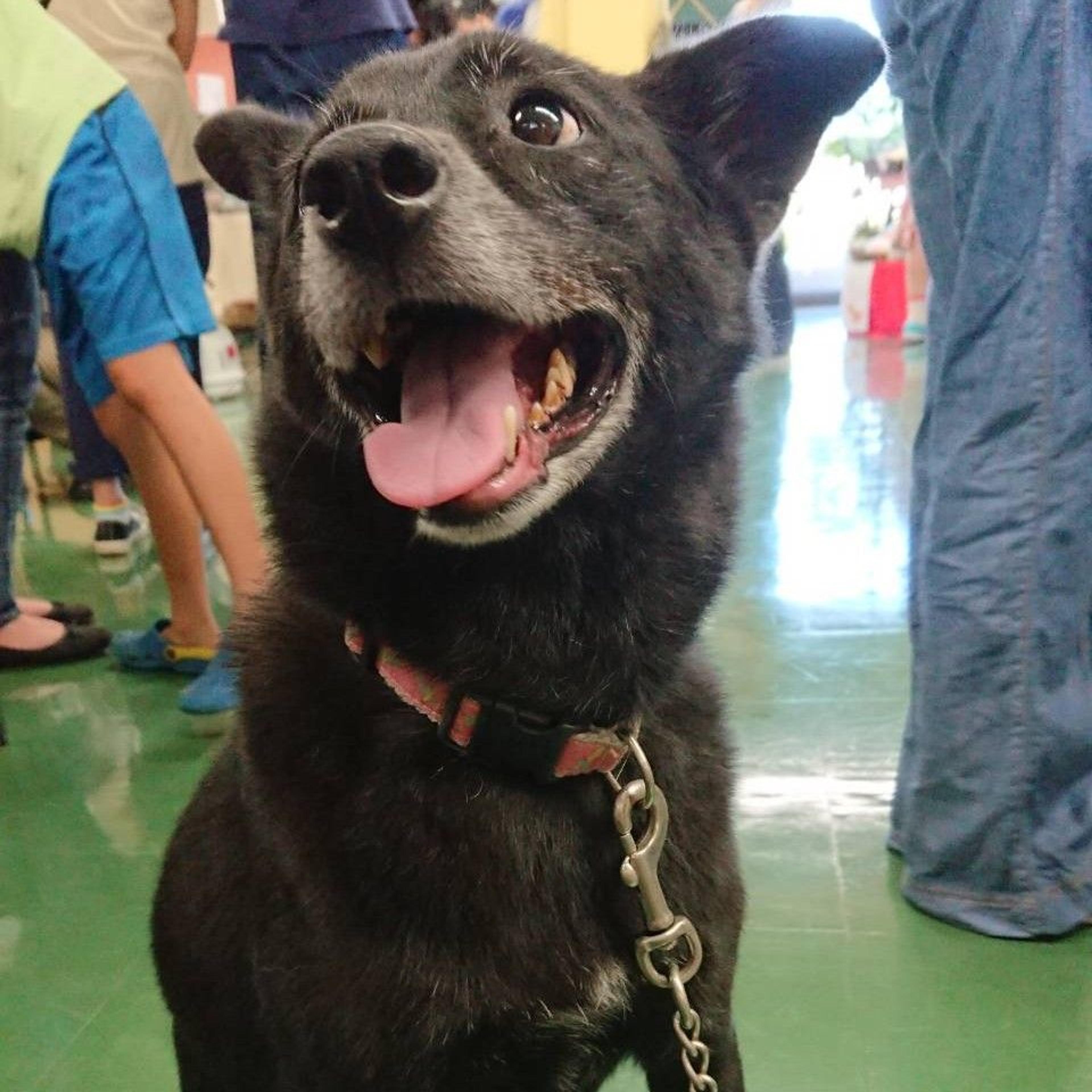 pet-image-3