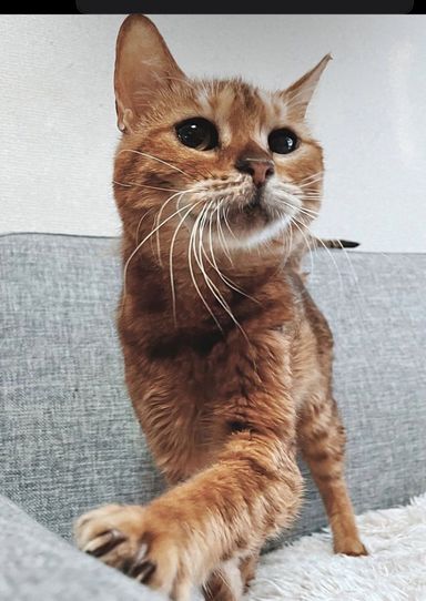 カフェモカの写真