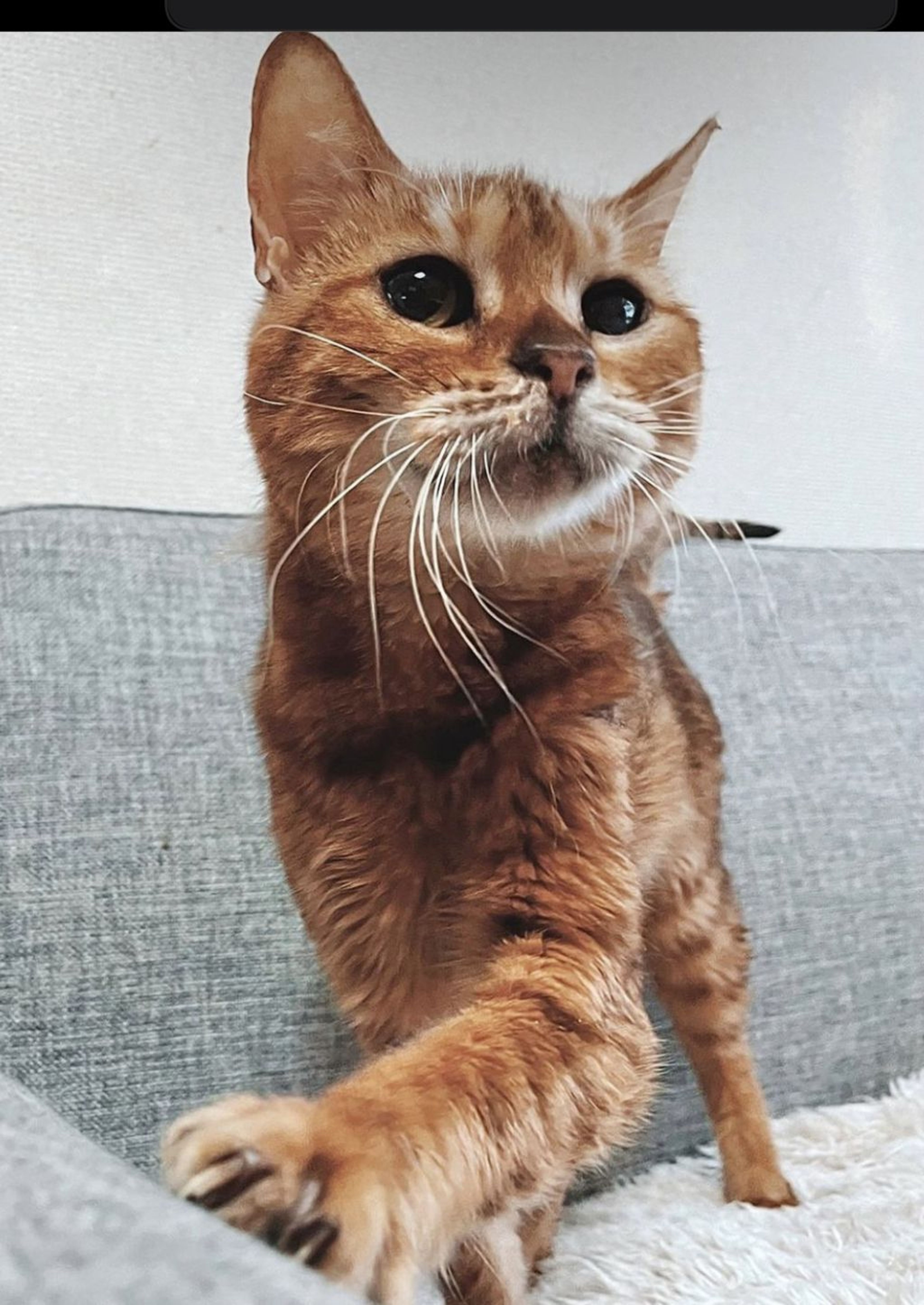 ベンガル・メスの里親募集の写真