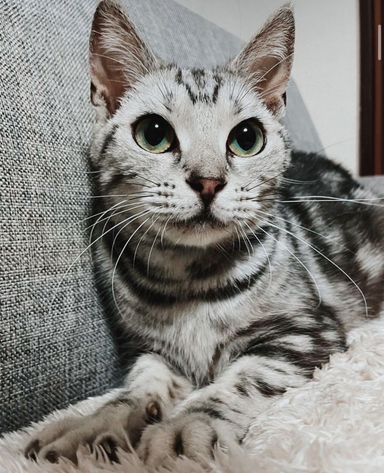 マキアートの写真