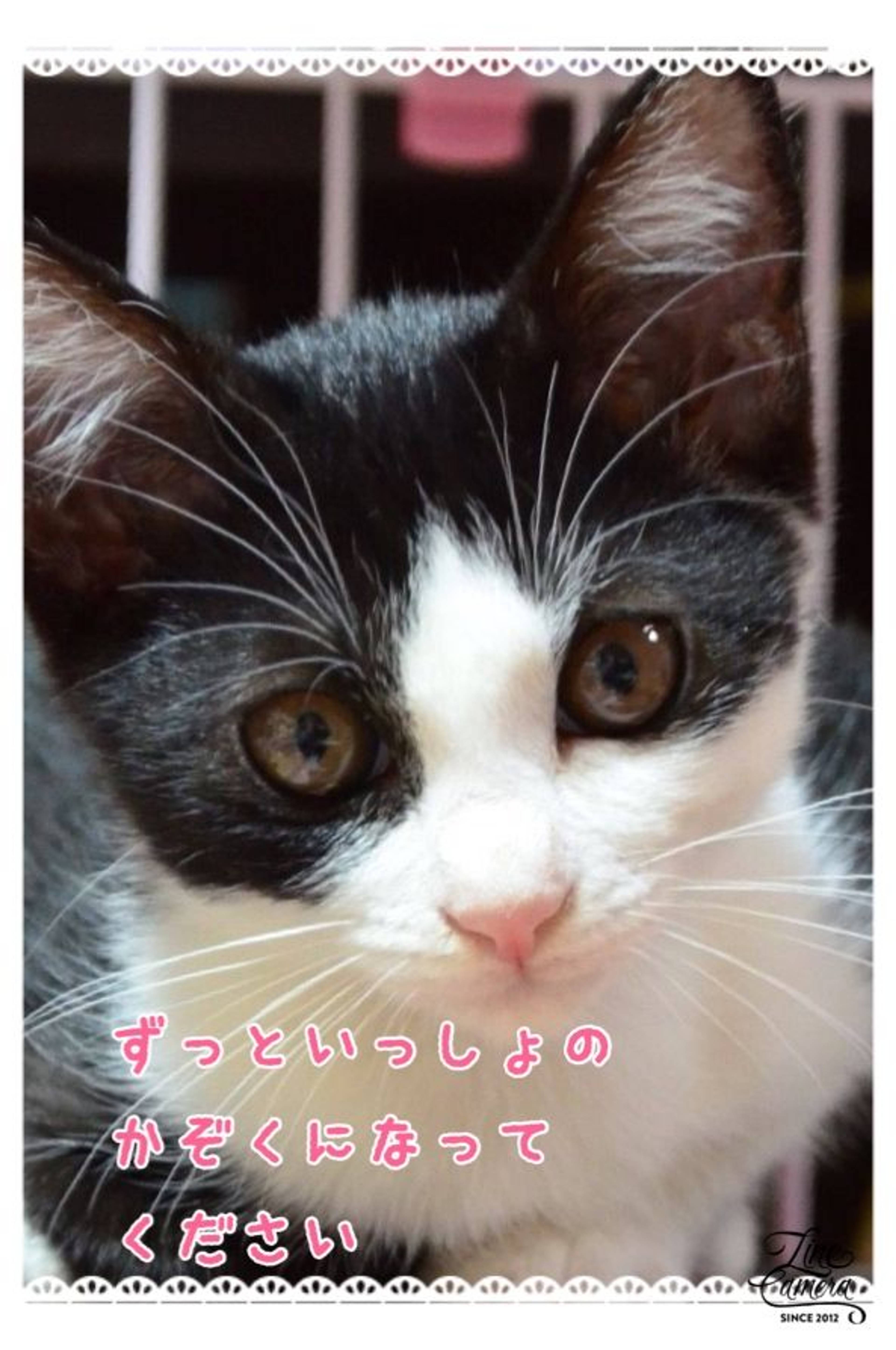 雑種（ミックス猫）・メスの里親募集の写真