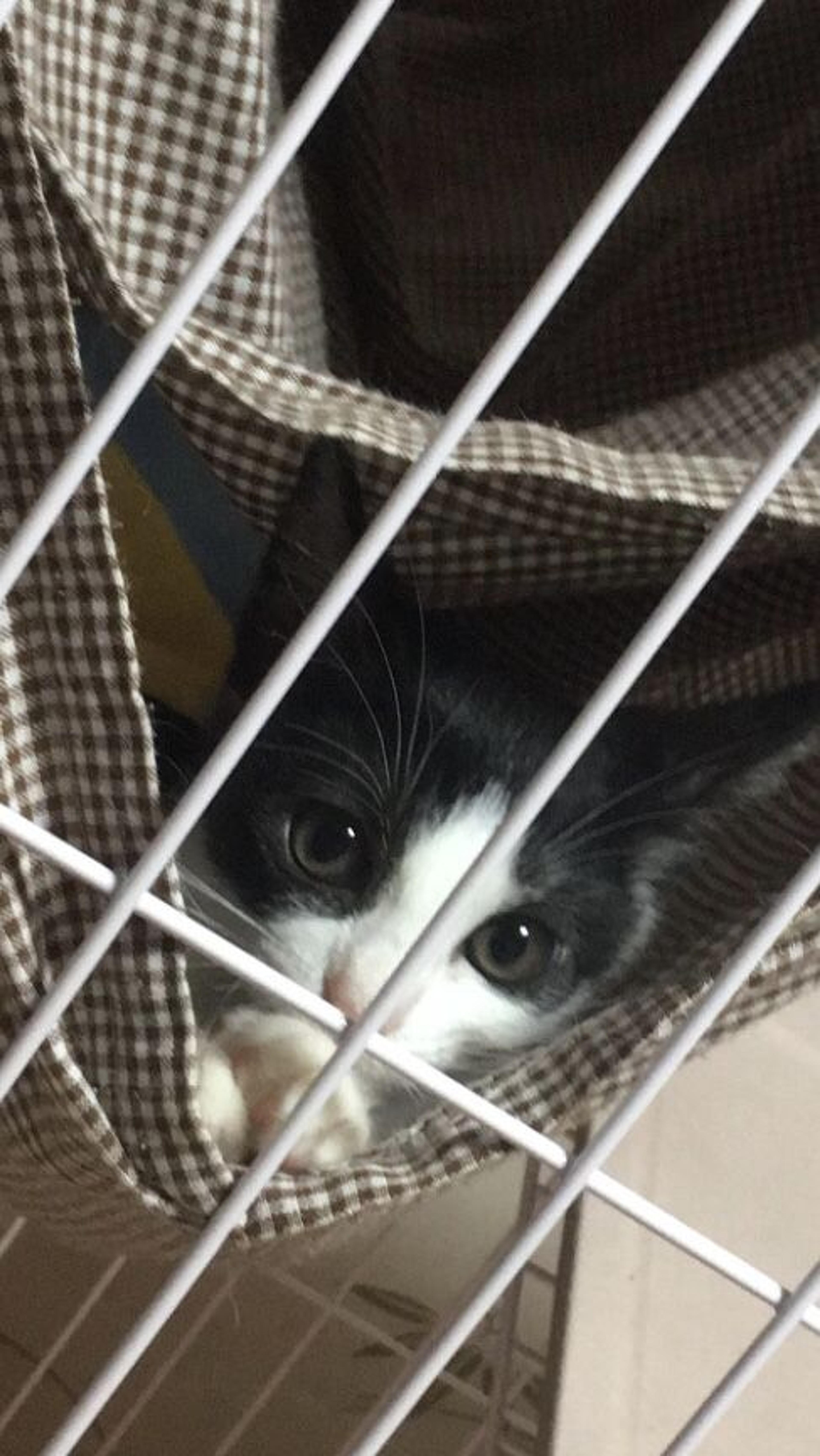 pet-image-2