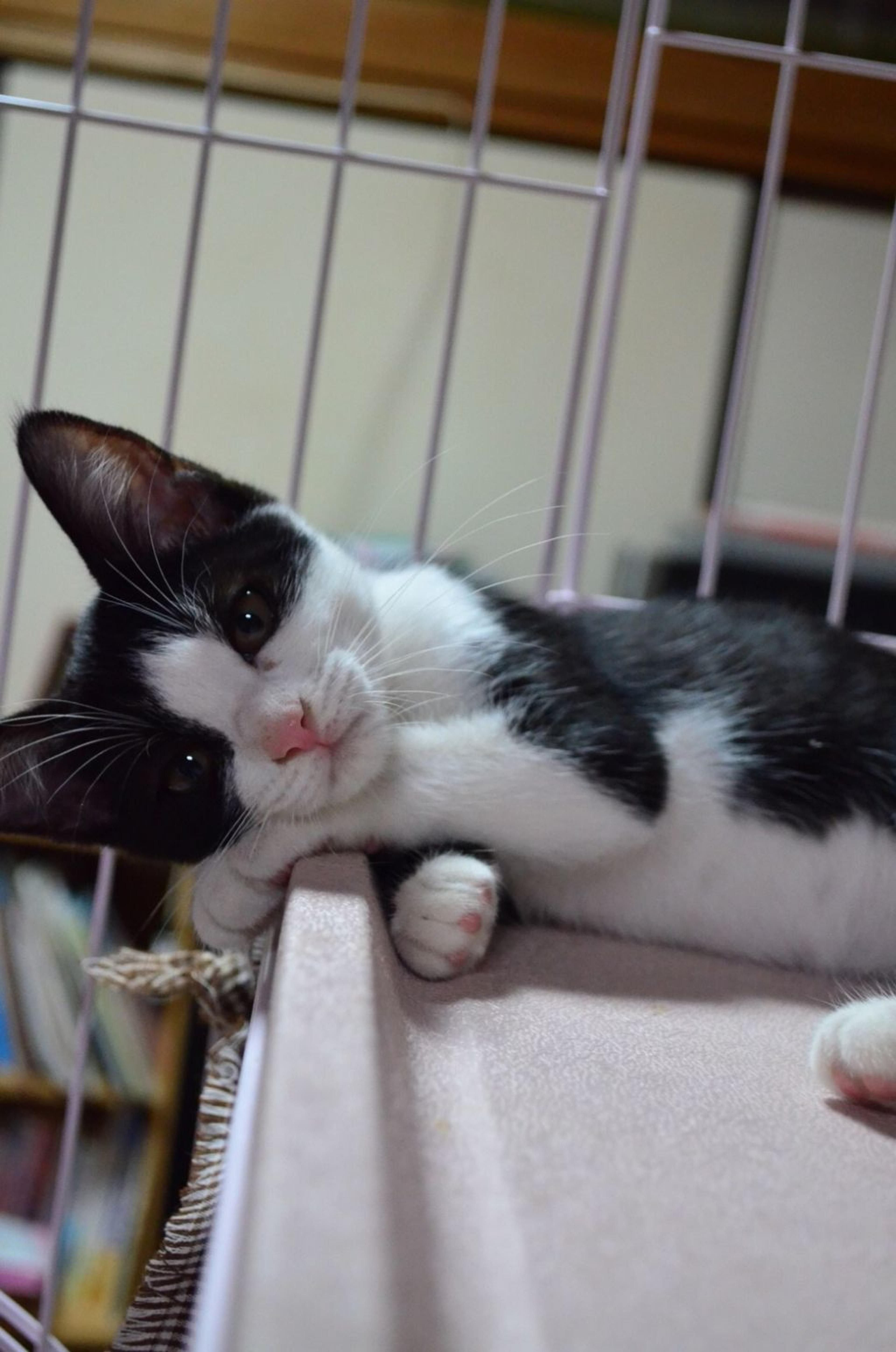 pet-image-3