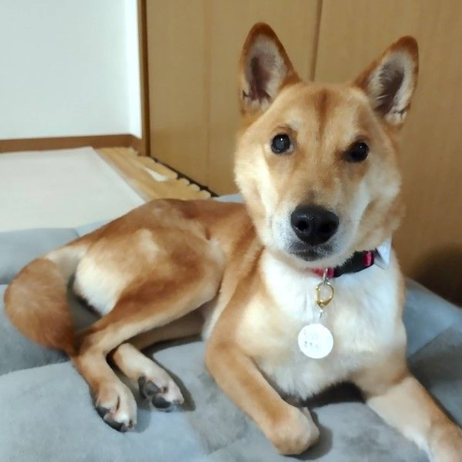 雑種（ミックス犬）・メスの里親募集の写真