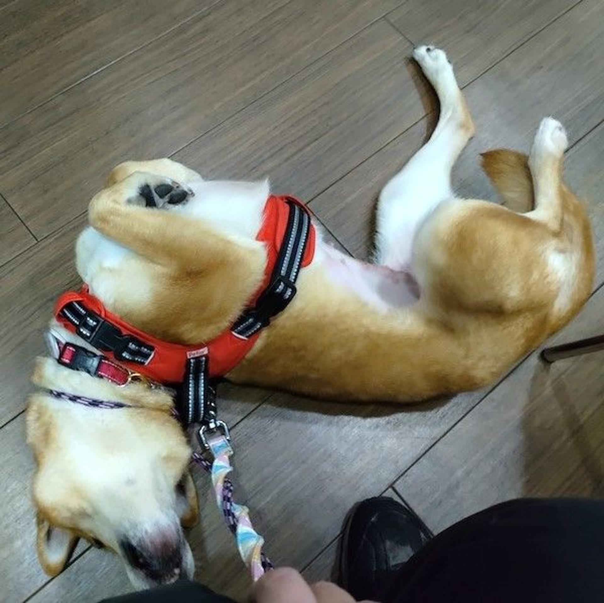 pet-image-4