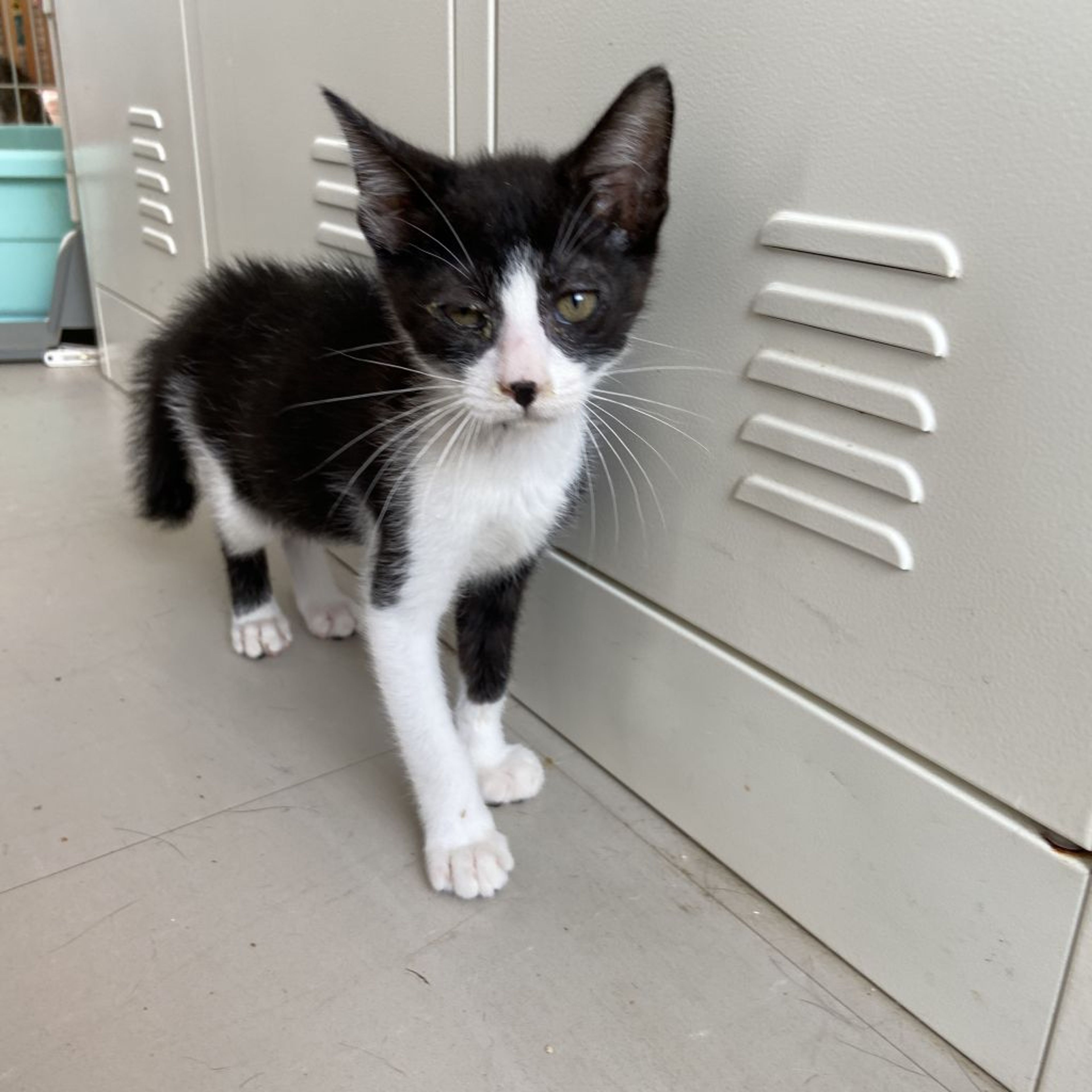 pet-image-2